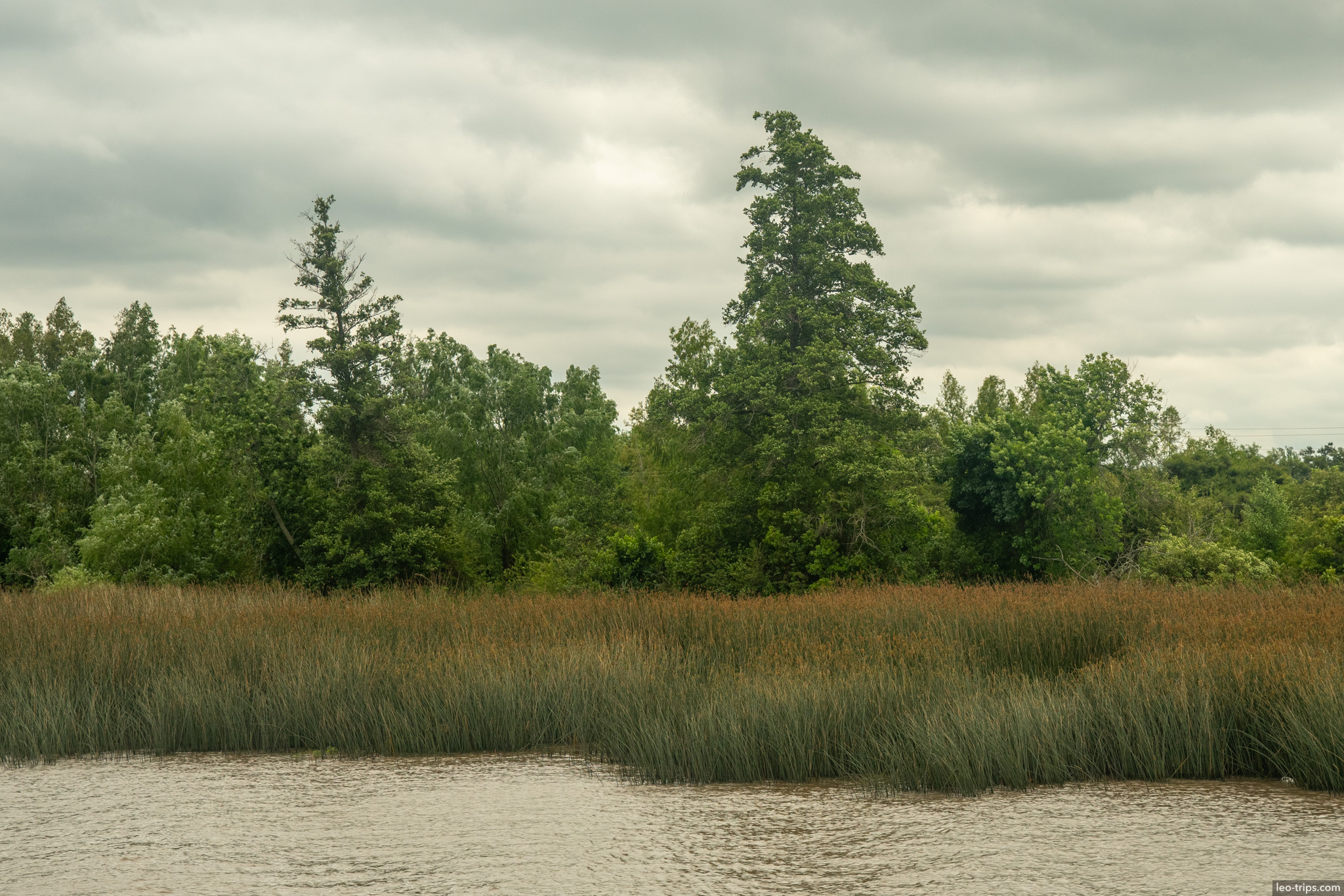 tall trees reeds riverbank panorama tigre