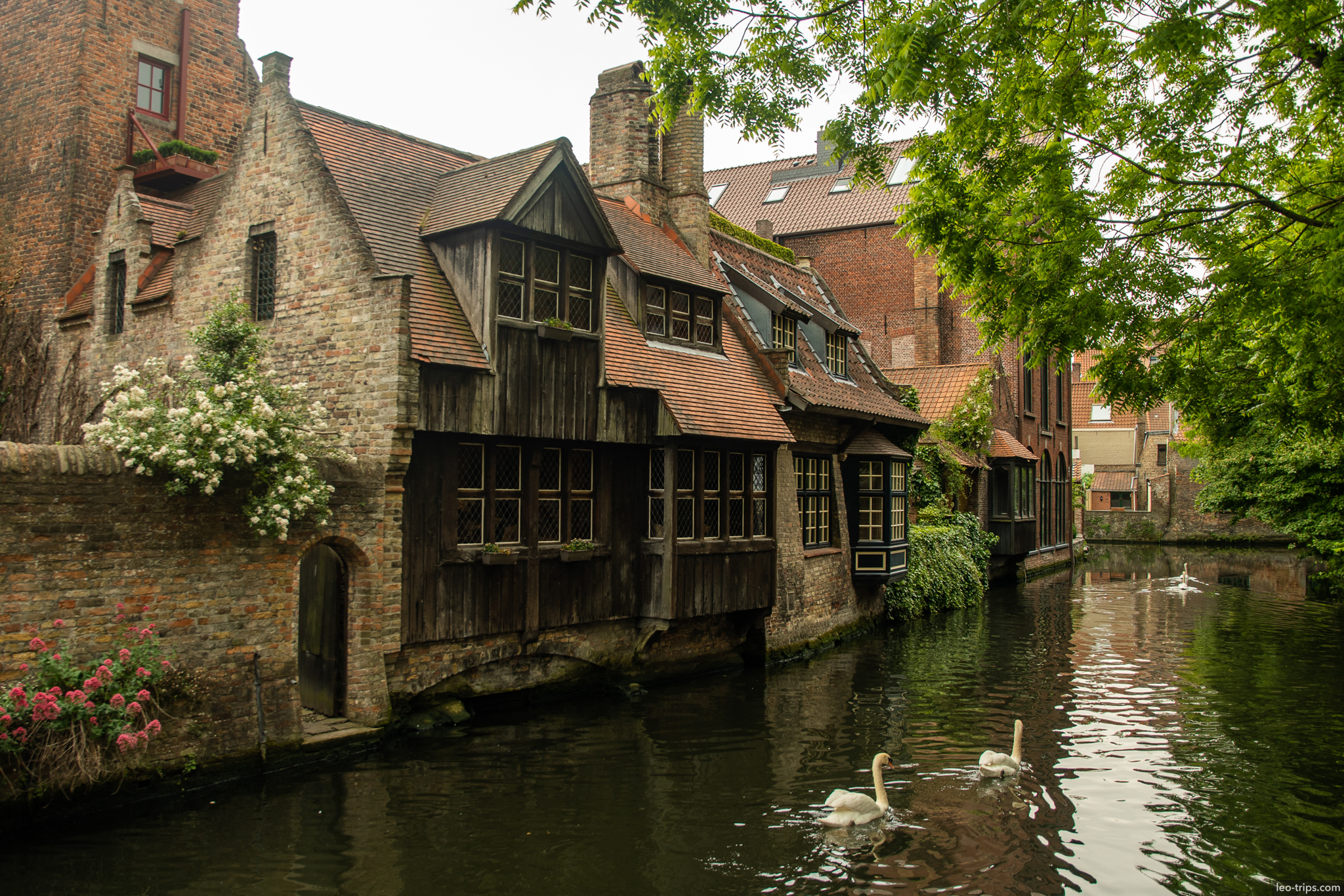bruges dijver canal medieval houses swans bruges