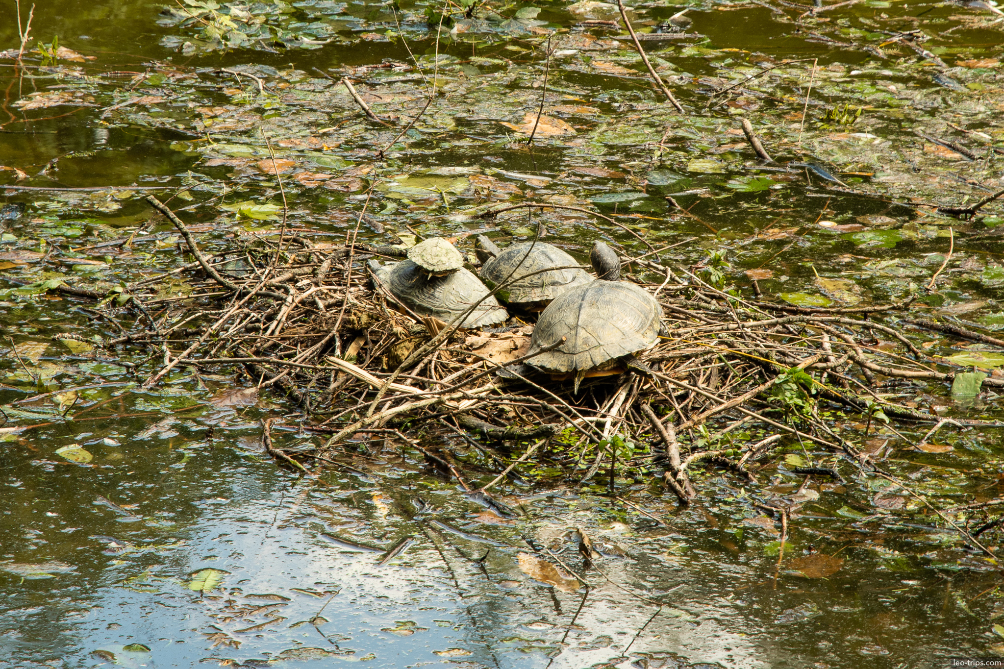 brussels cinquantenaire park turtles pond brussels