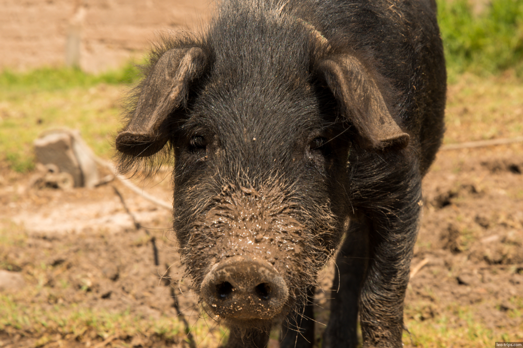 black pig closeup copacabana copacabana