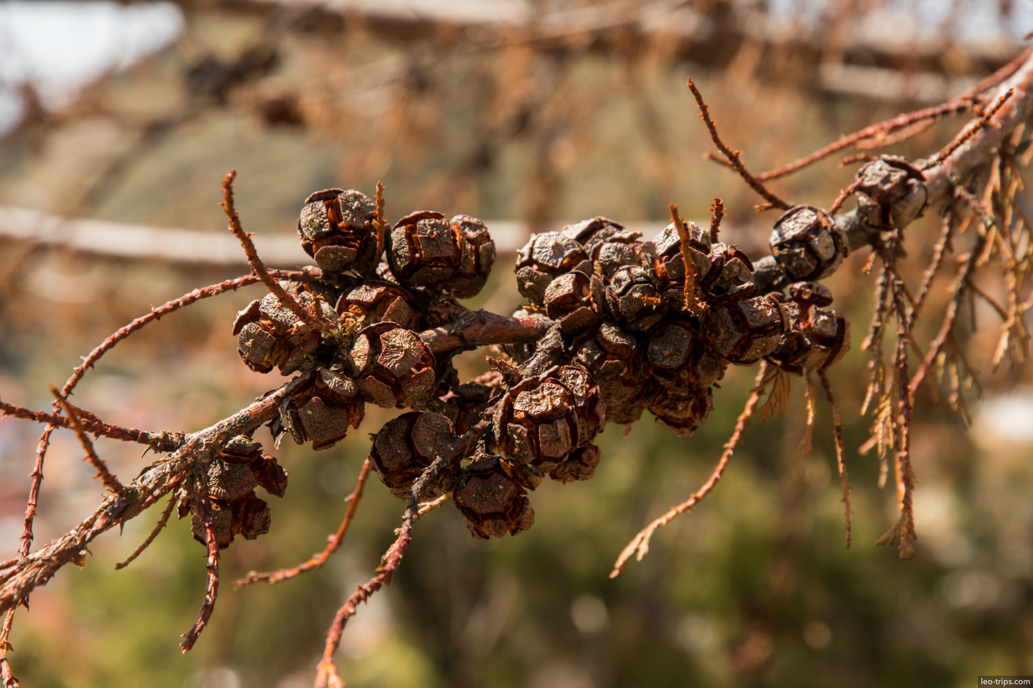 dried pine cones closeup copacabana copacabana