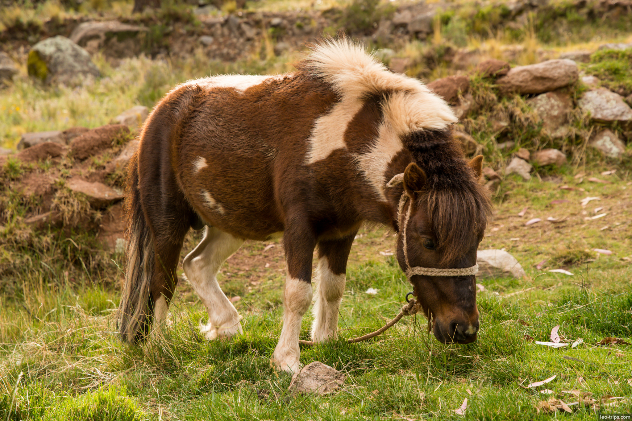 pony grazing hillside copacabana copacabana