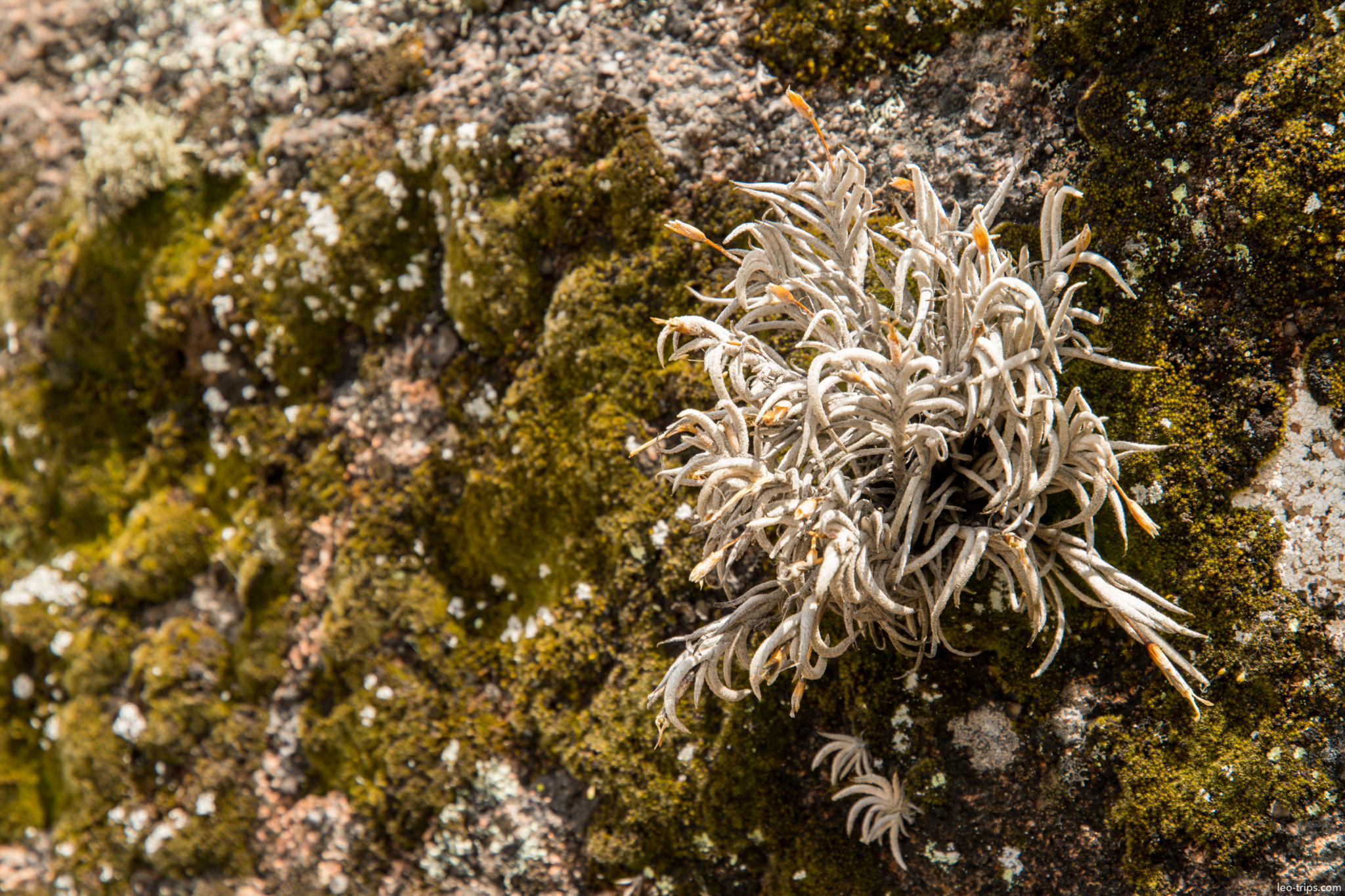 white lichen mossy rock closeup copacabana copacabana