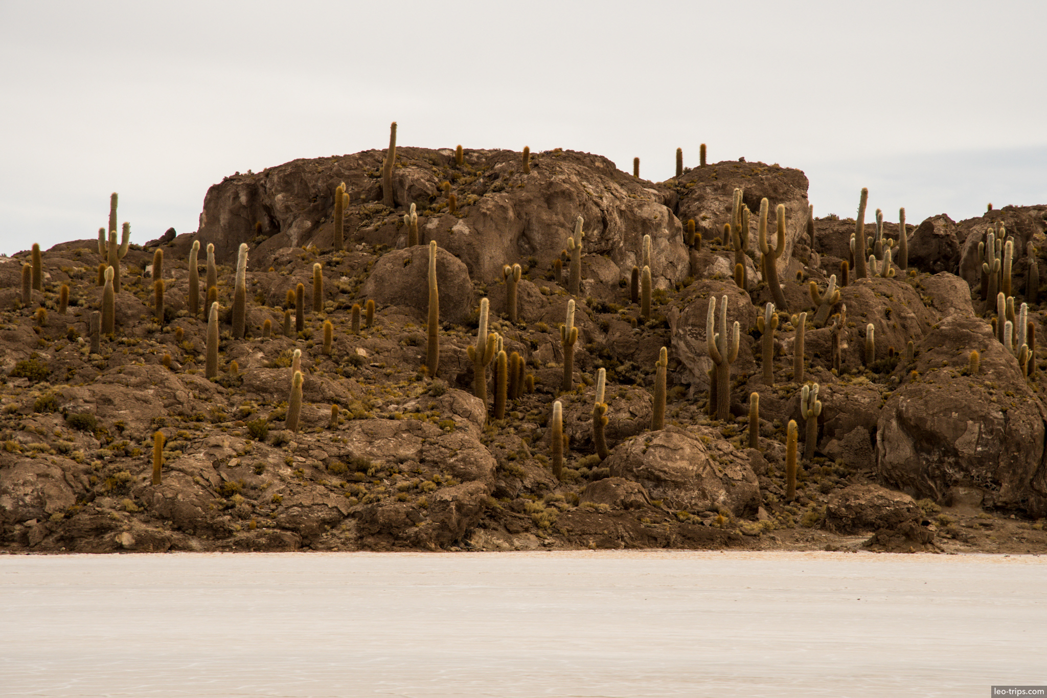 isla incahuasi cacti rocky island salt flat salar de uyuni