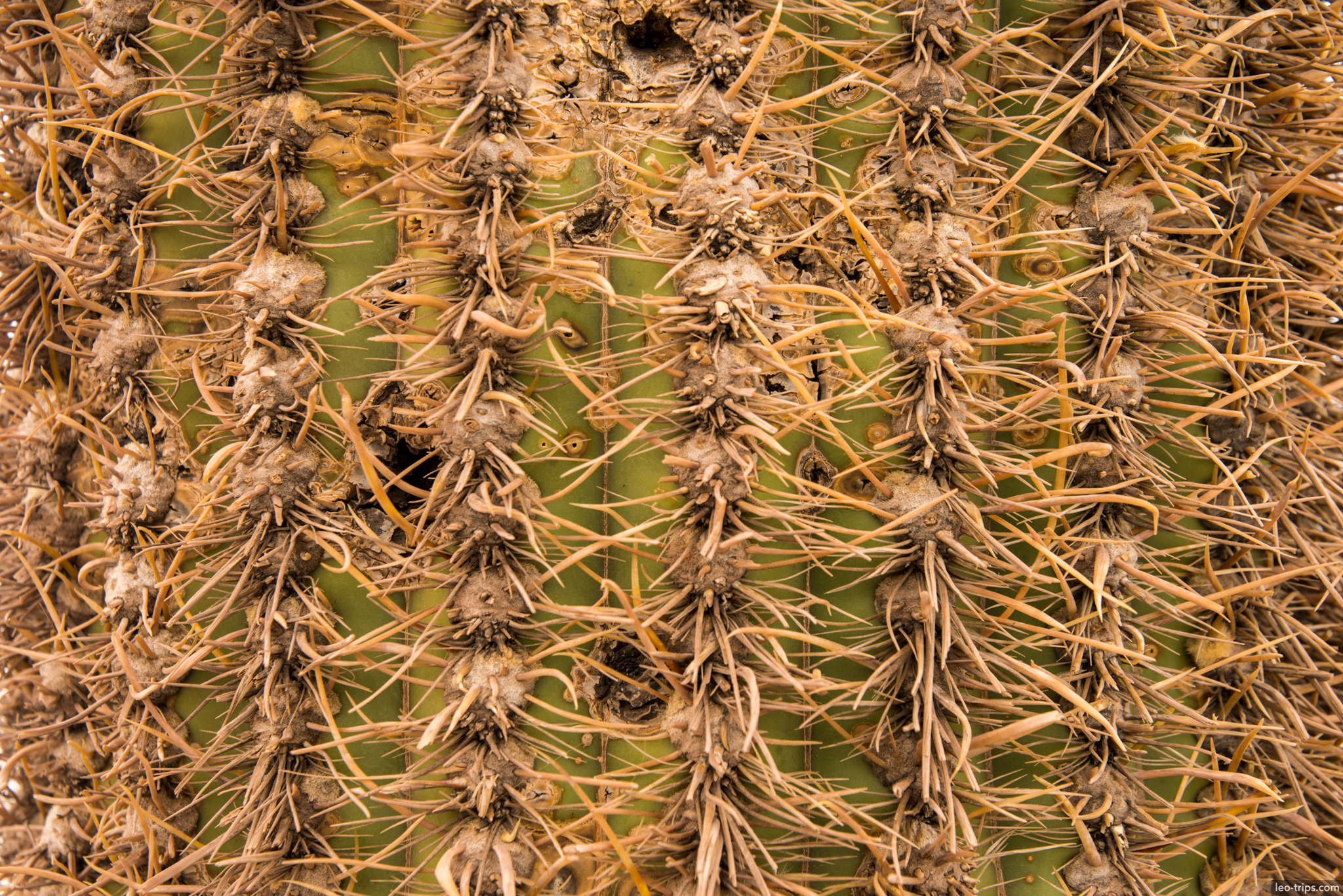 isla incahuasi giant cactus spines closeup salar de uyuni