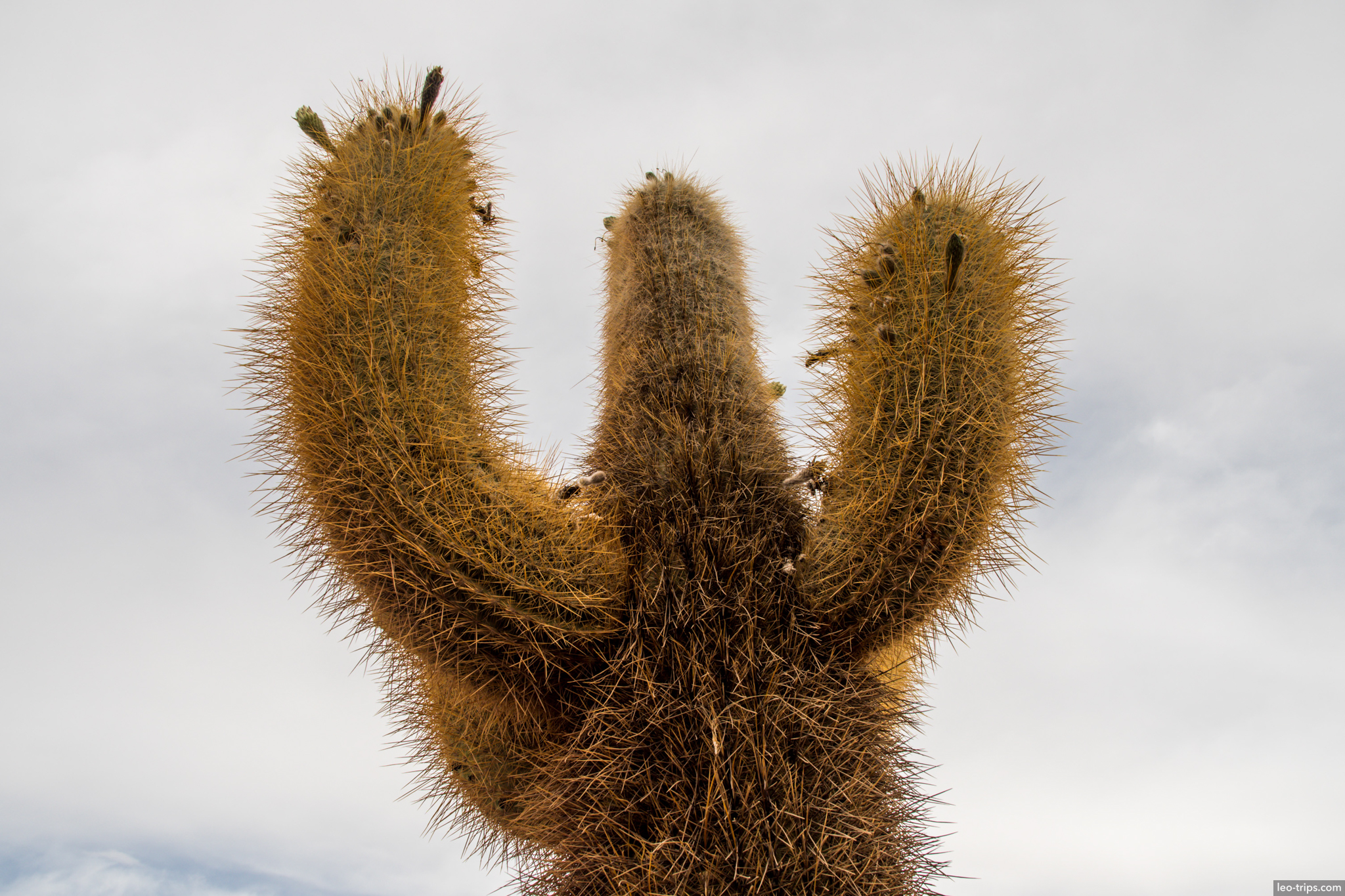 isla incahuasi giant trichocerus three arms sky salar de uyuni