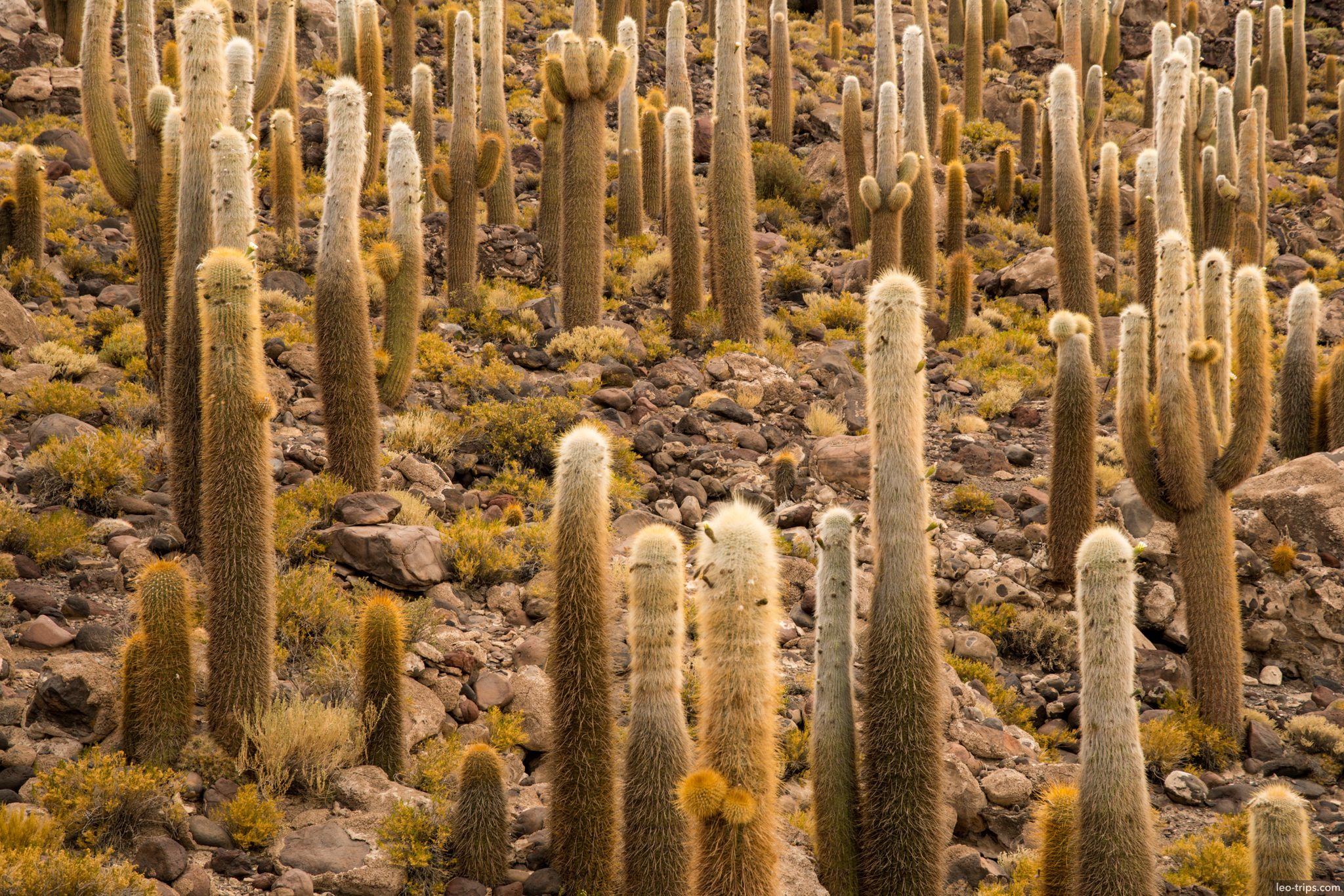 isla incahuasi golden cacti dense forest salar de uyuni
