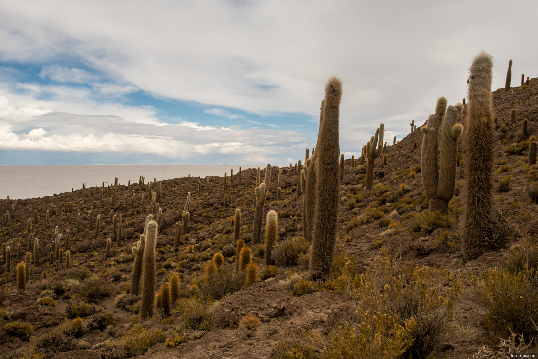 isla incahuasi hillside giant cacti salt flat salar de uyuni