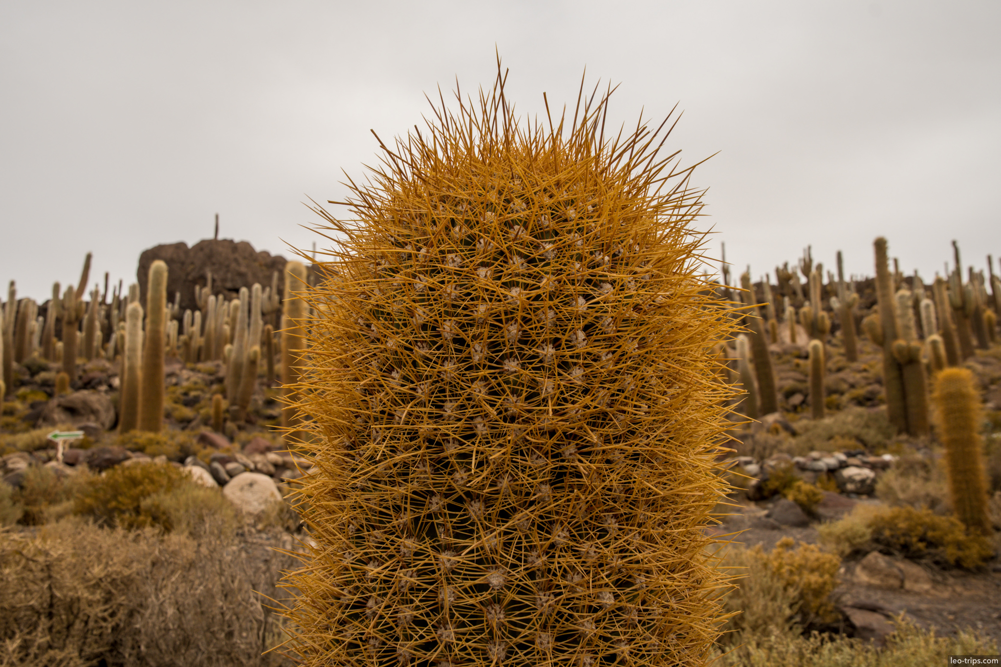 isla incahuasi yellow spiny barrel cactus salar de uyuni