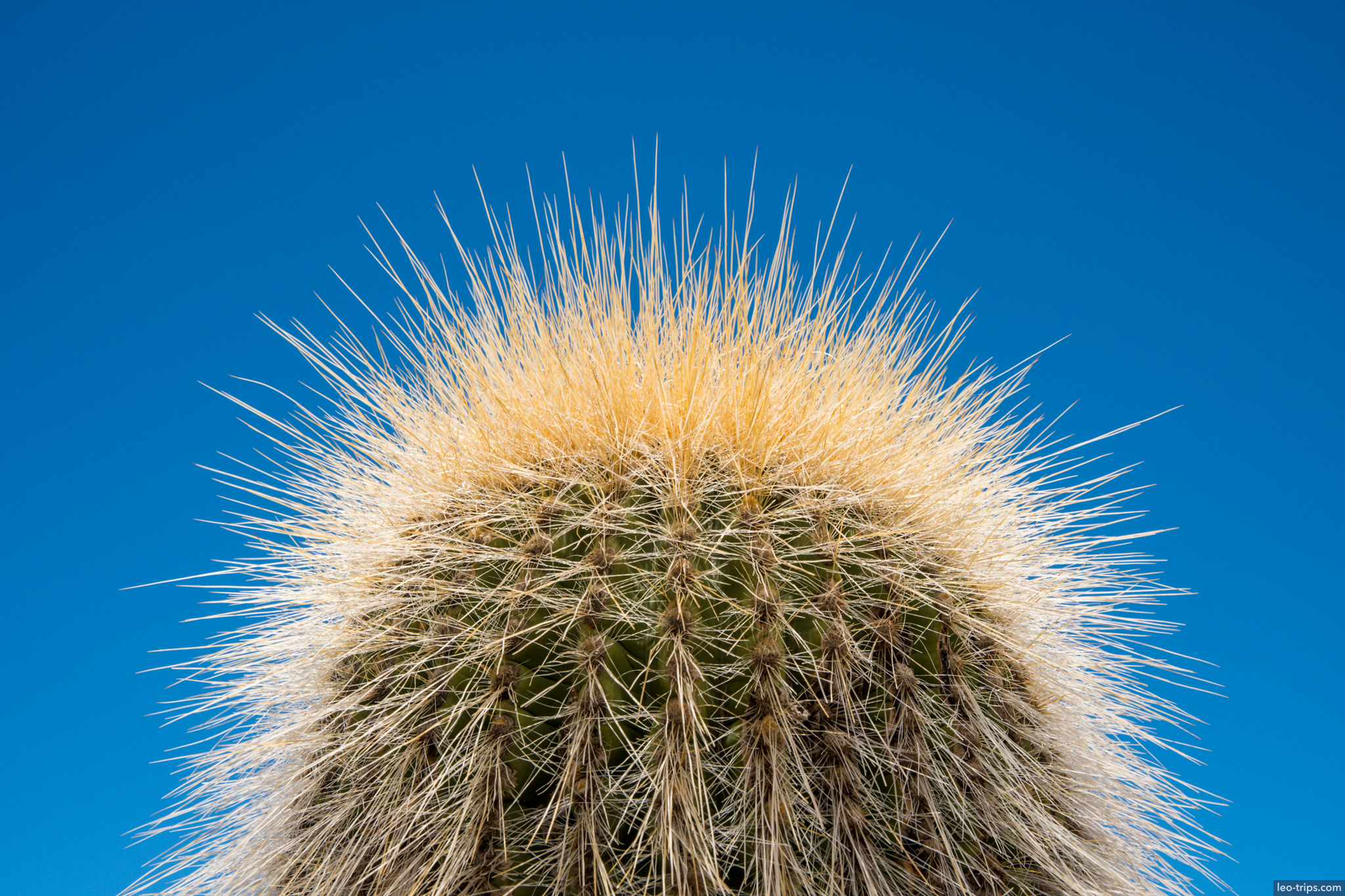 salar de uyuni trichocerus cactus top blue sky salar de uyuni