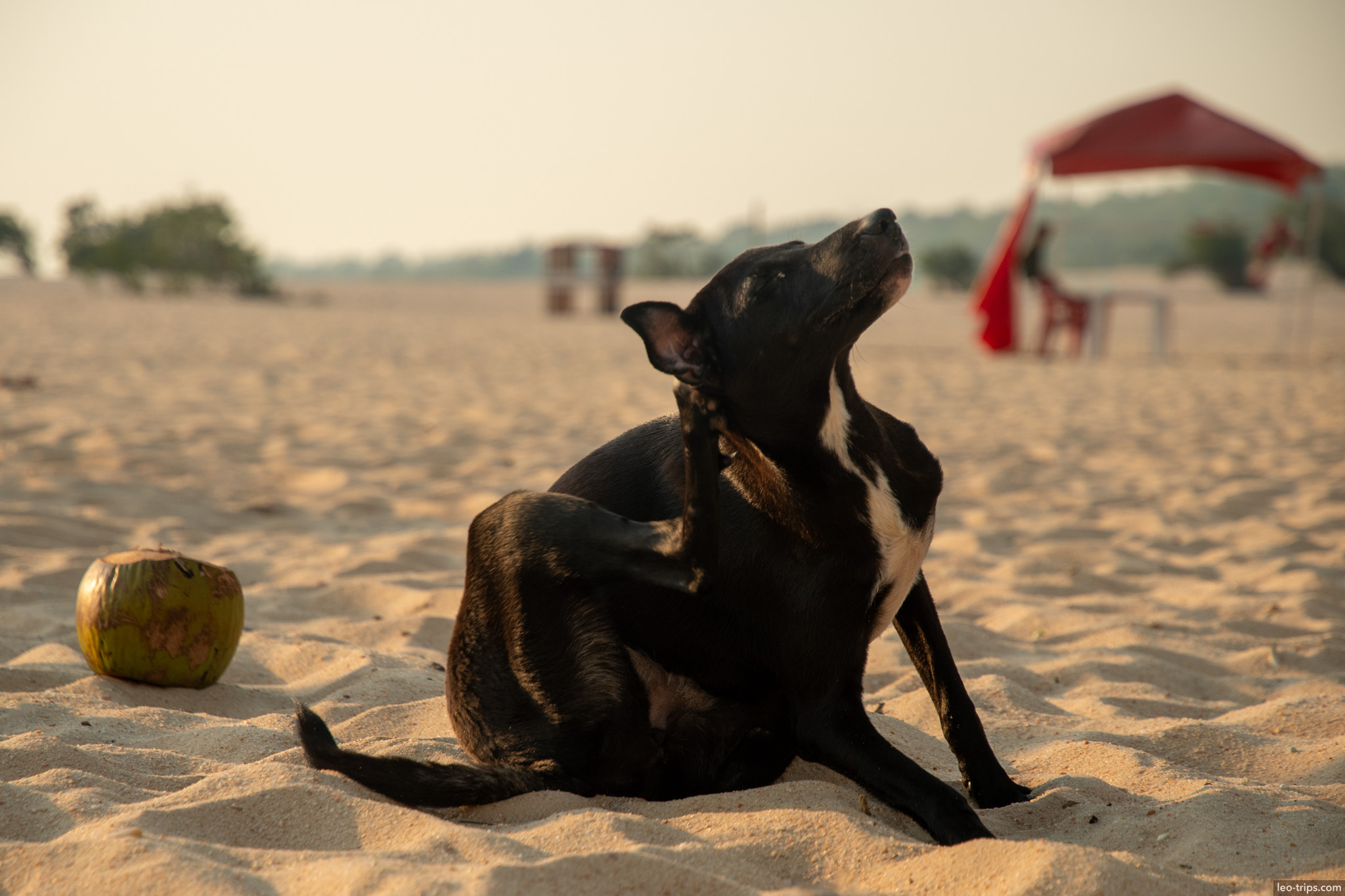 black dog resting beach alter do chao