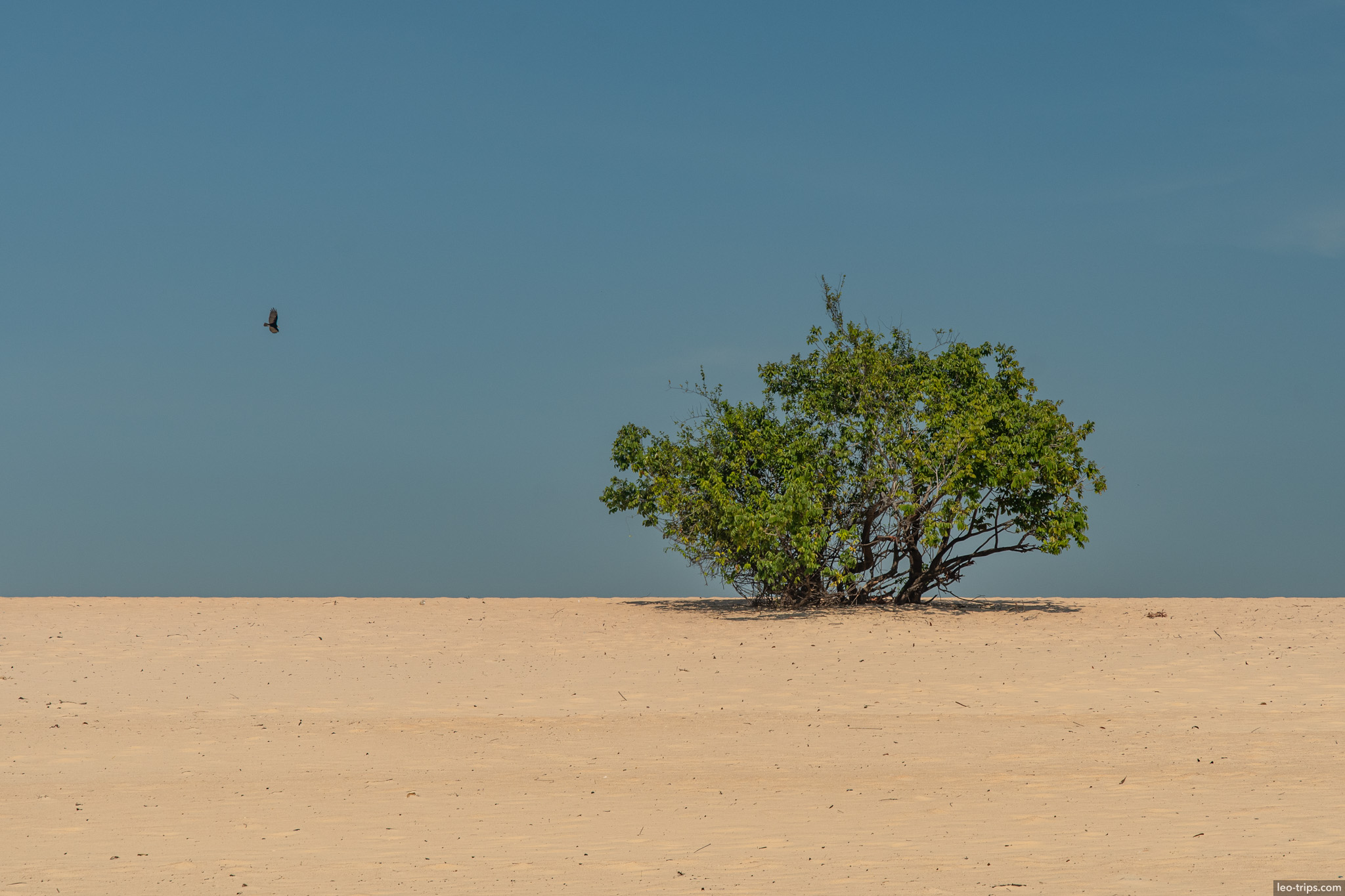 lone tree sandy island alter do chao