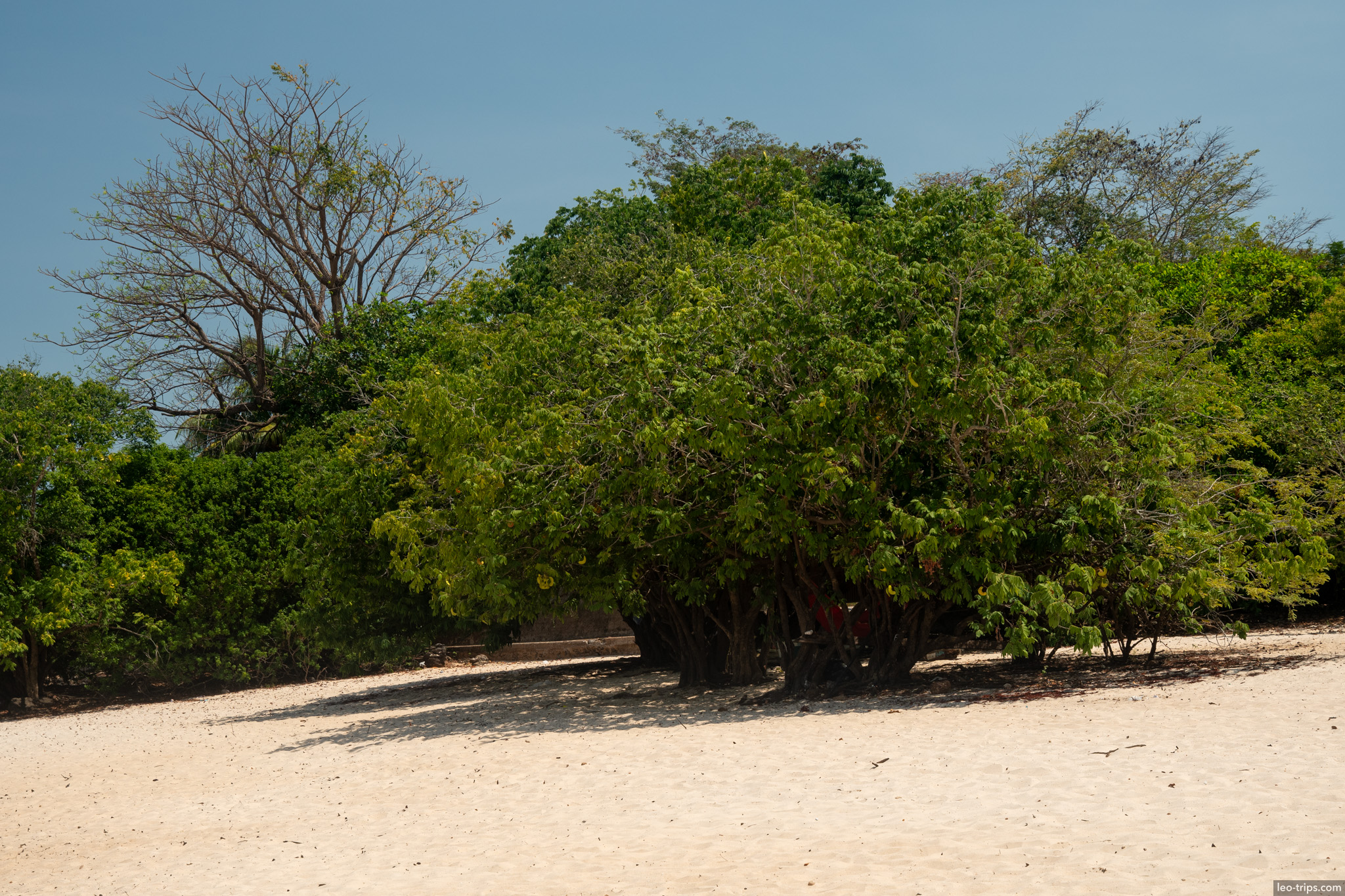 lush trees white sand alter do chao