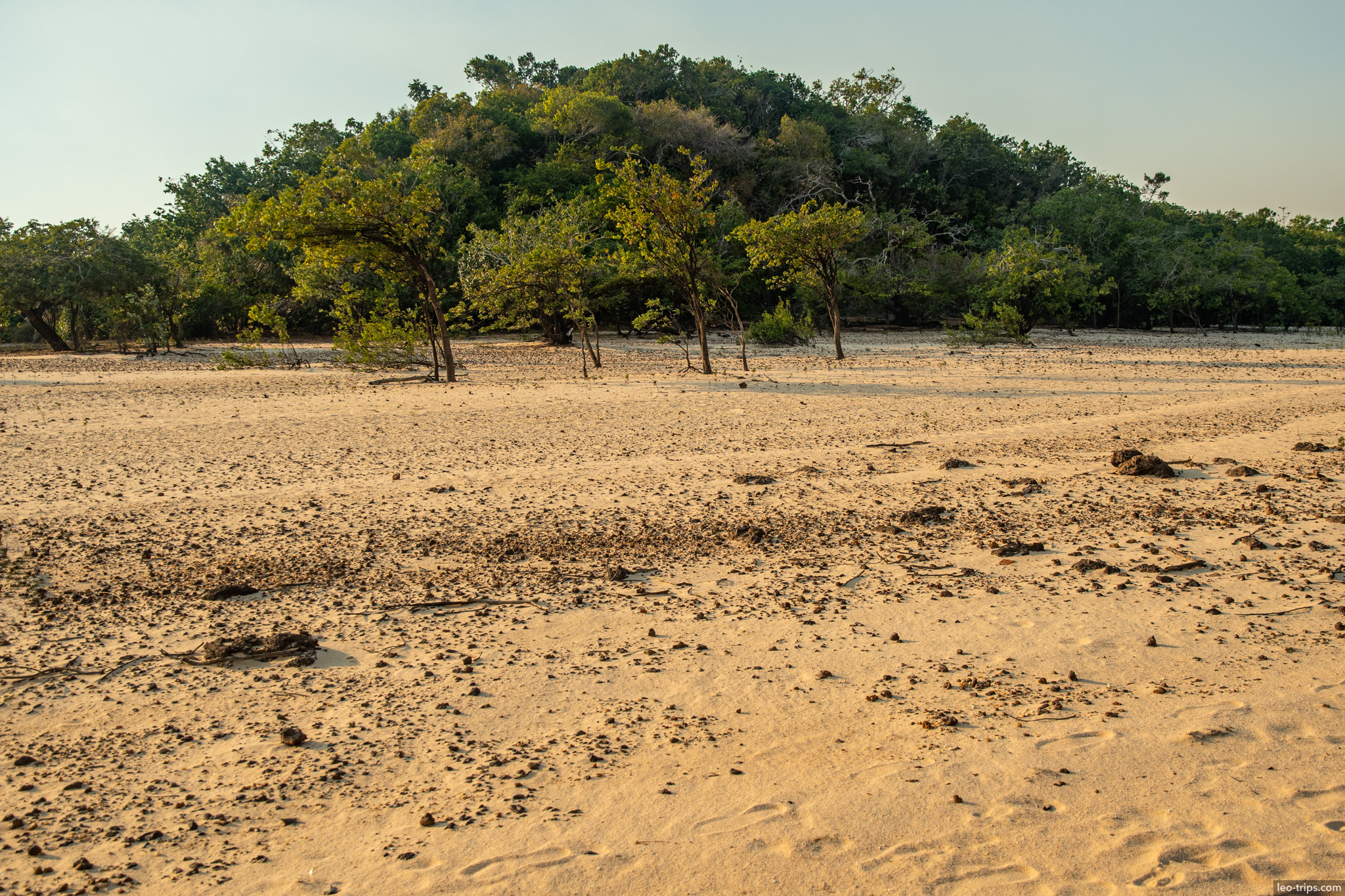sandy beach scattered trees alter do chao