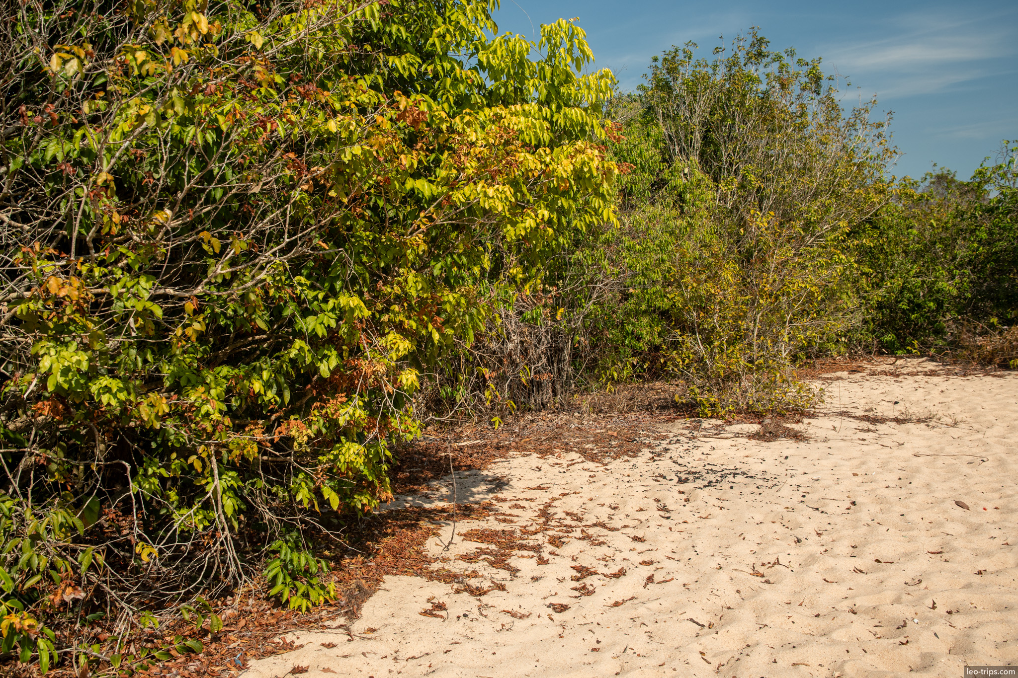 sandy path green vegetation alter do chao