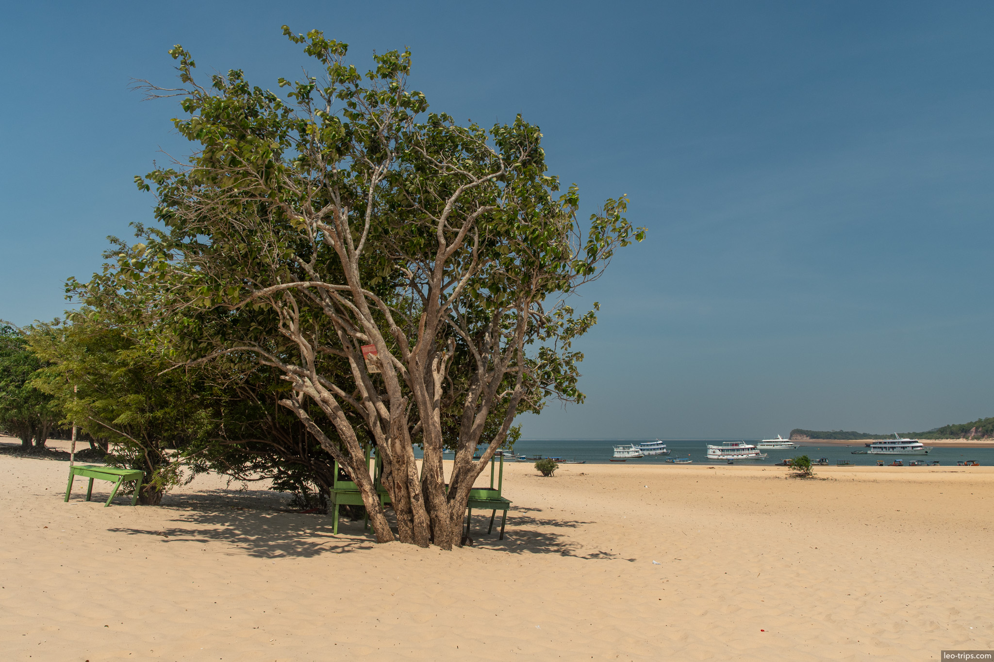 solitary tree sandy beach alter do chao