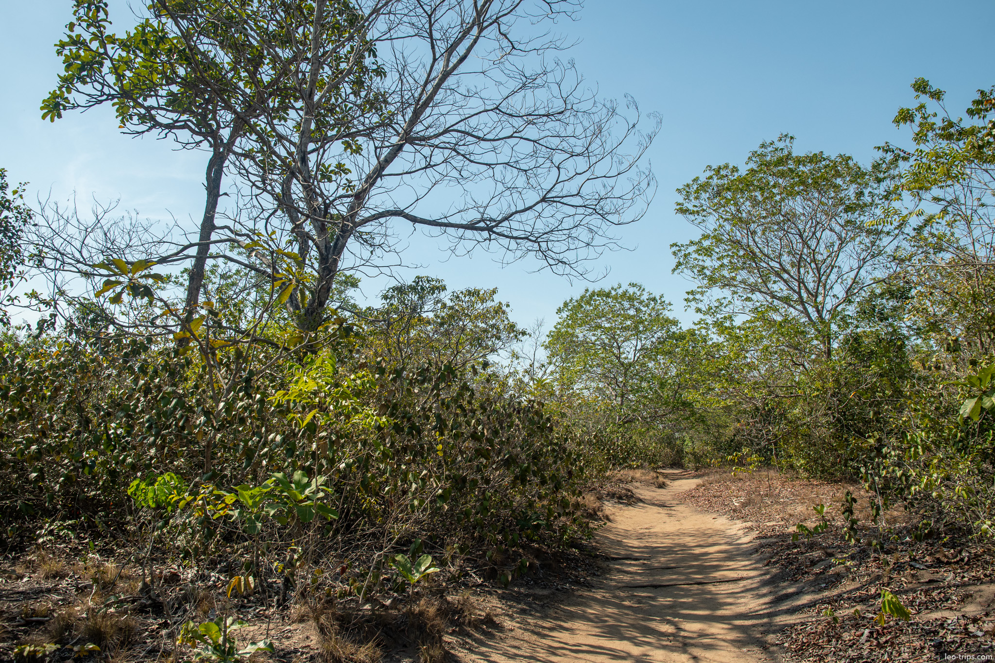 trail through coastal scrub alter do chao