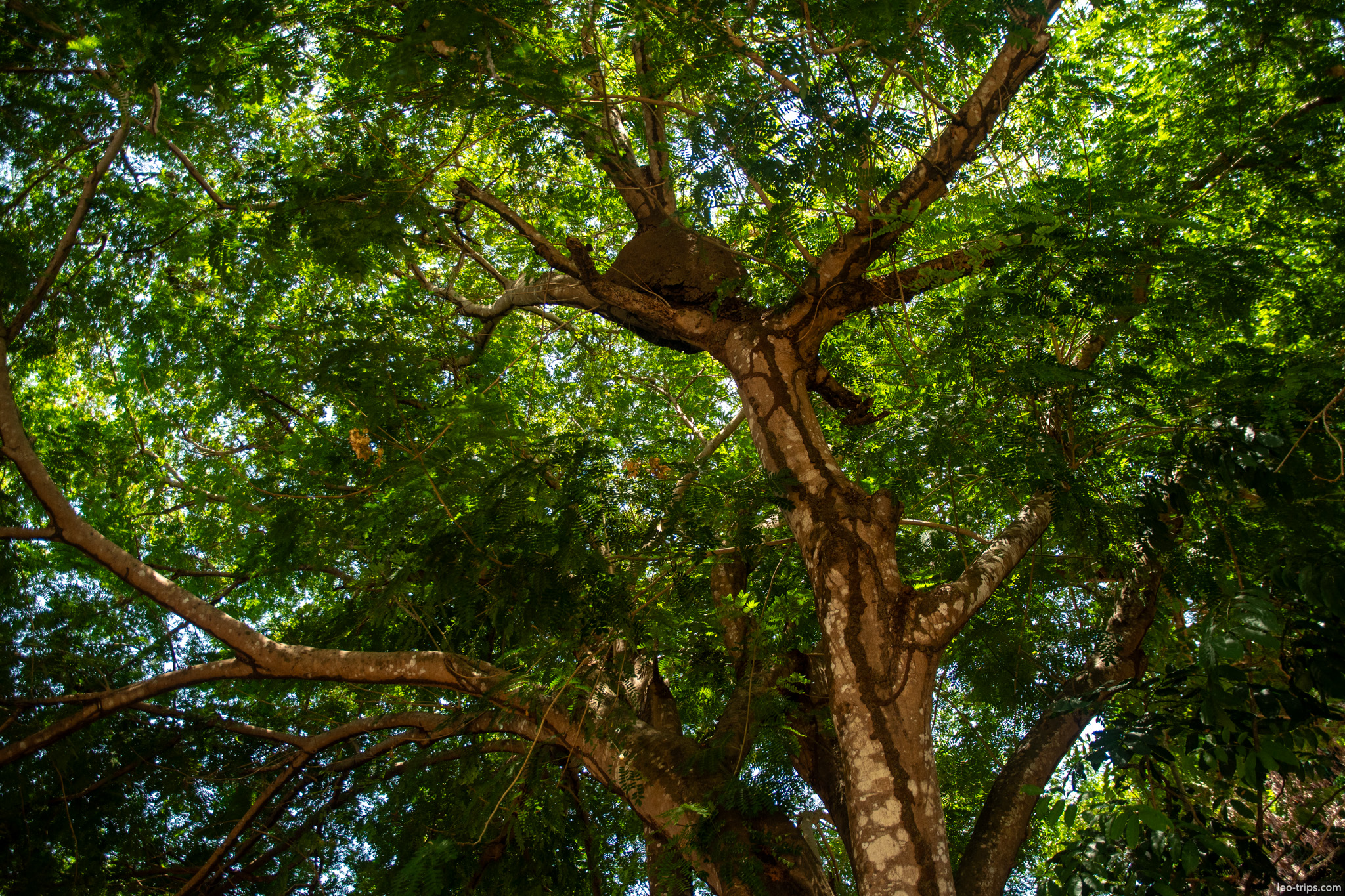 tree canopy looking up alter do chao
