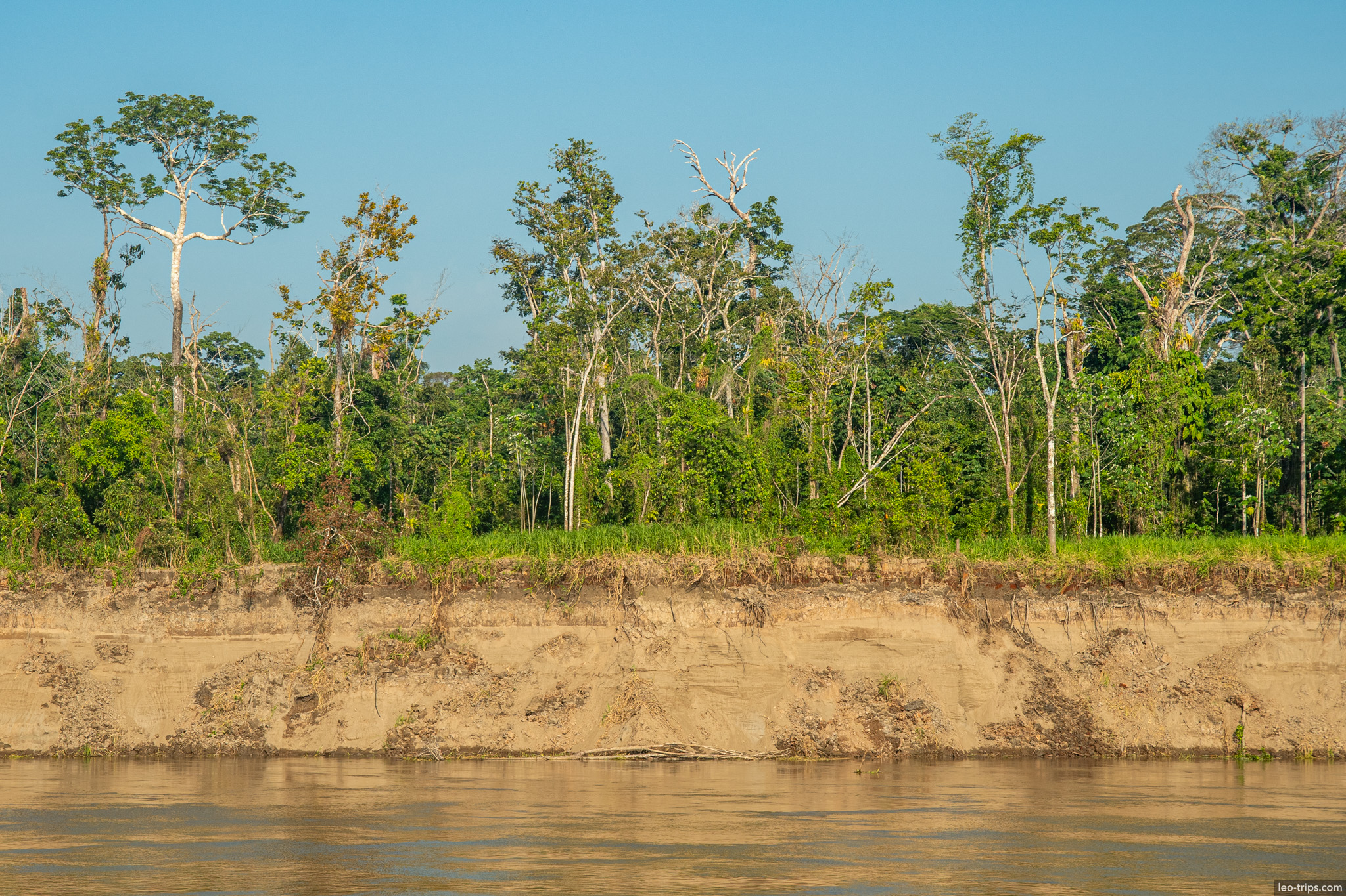 amazon river and rainforest amazon river