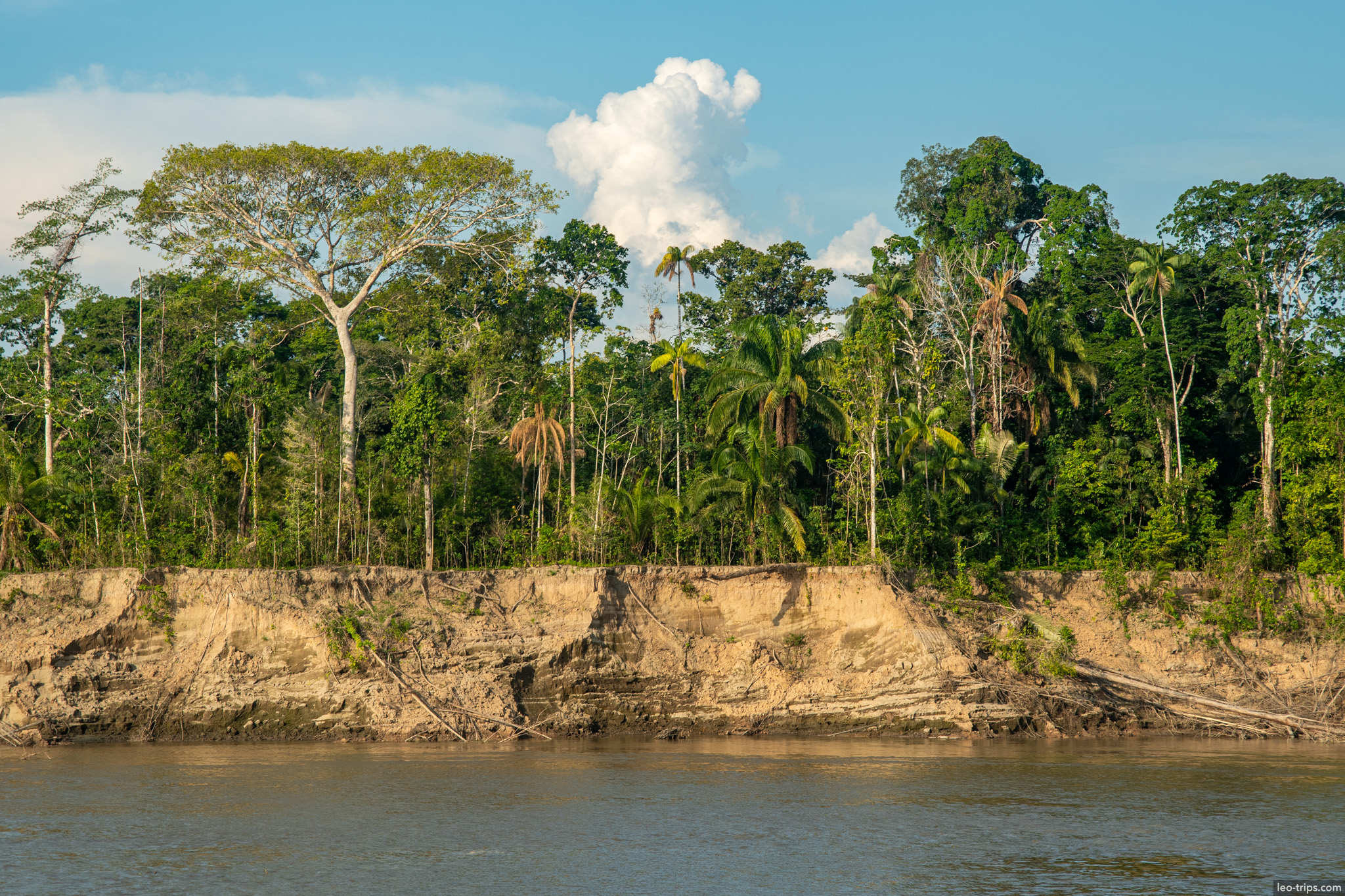 amazon river vegetation amazon river