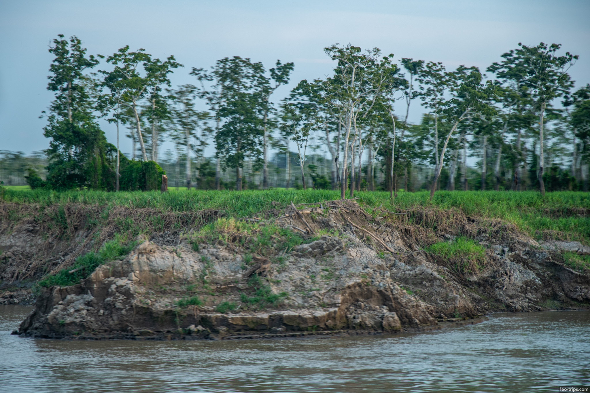 river and trees from boat amazon river