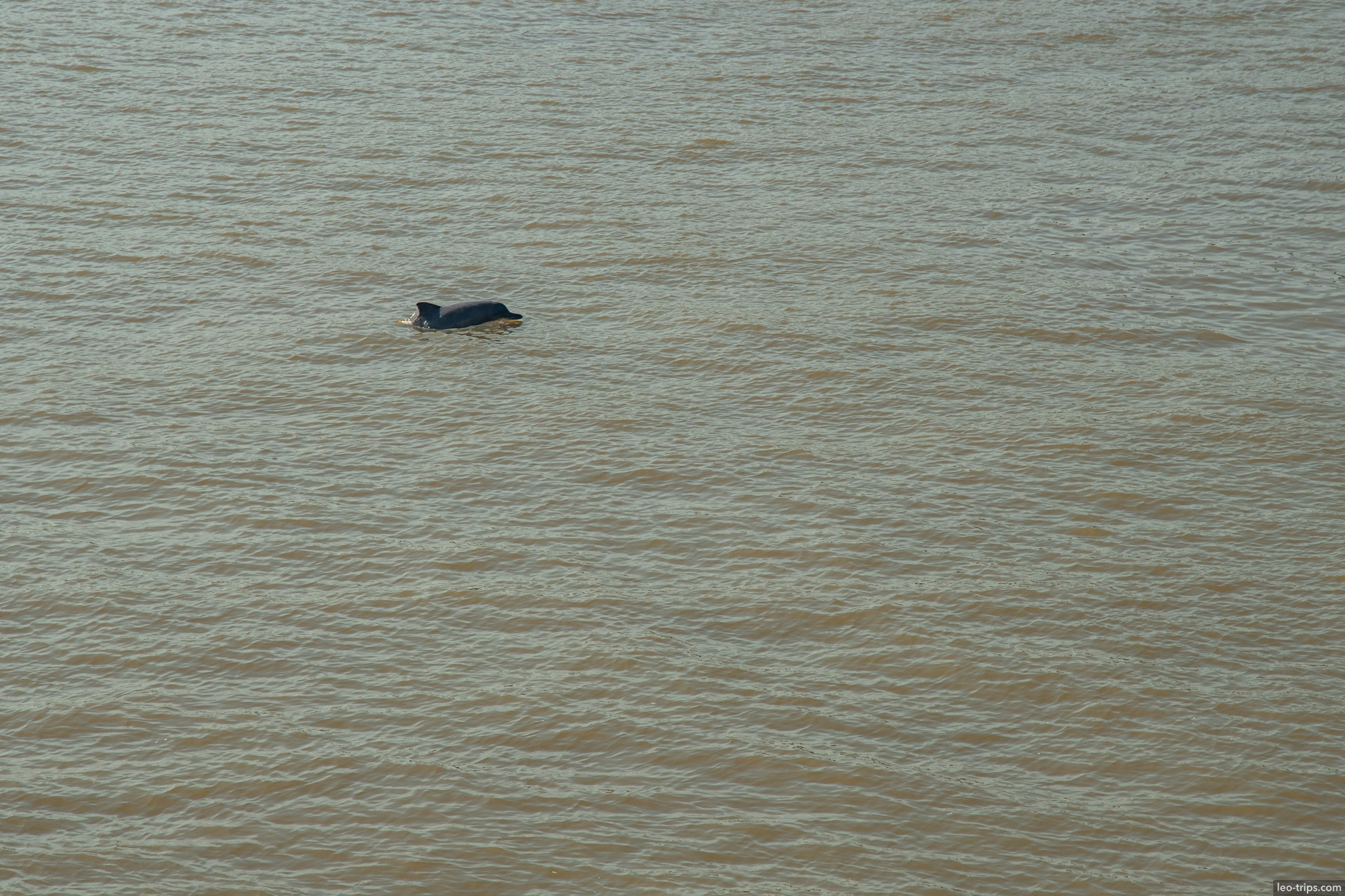 river dolphin amazon amazon river