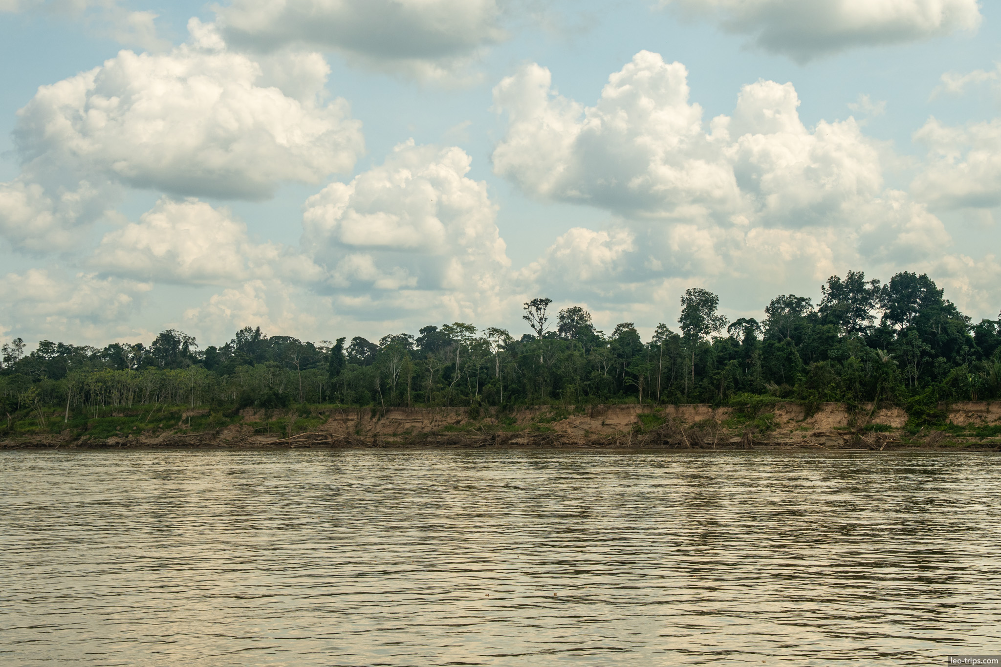 riverside scenery amazon river