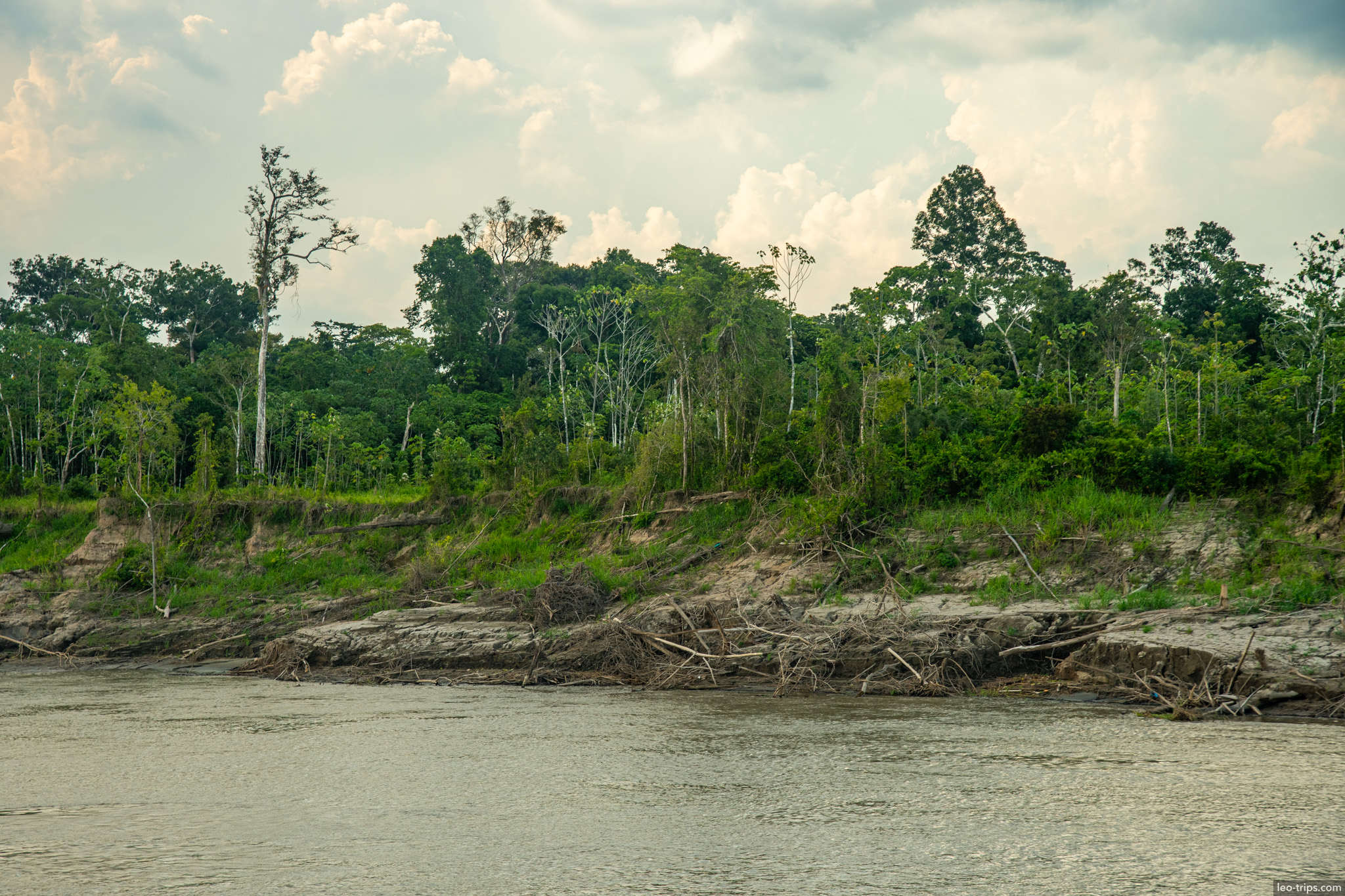 trees on amazon riverbank amazon river