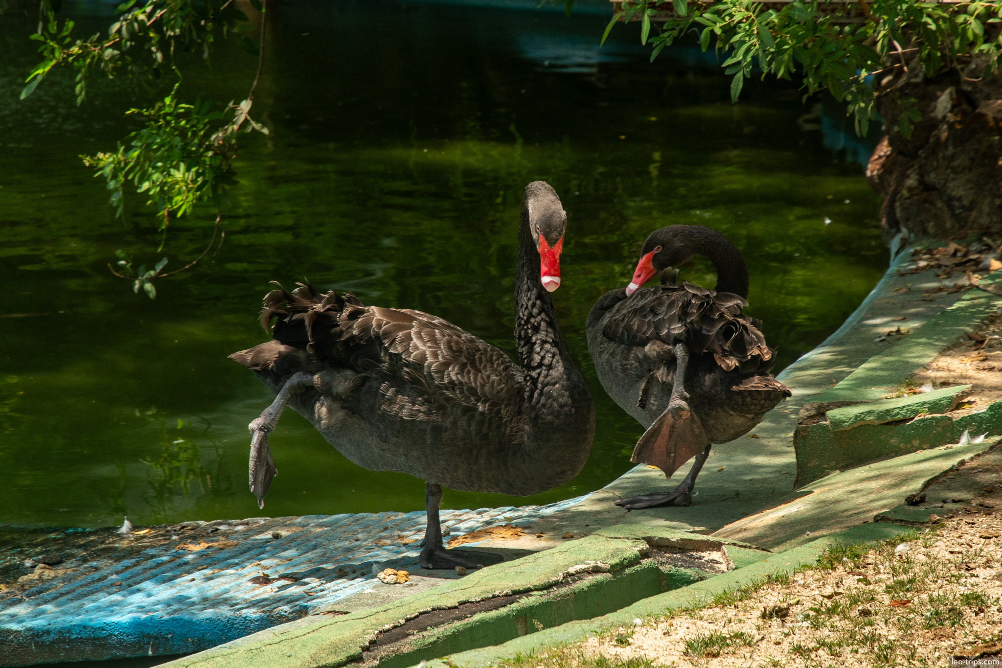 black swans pond parque municipal belo horizonte