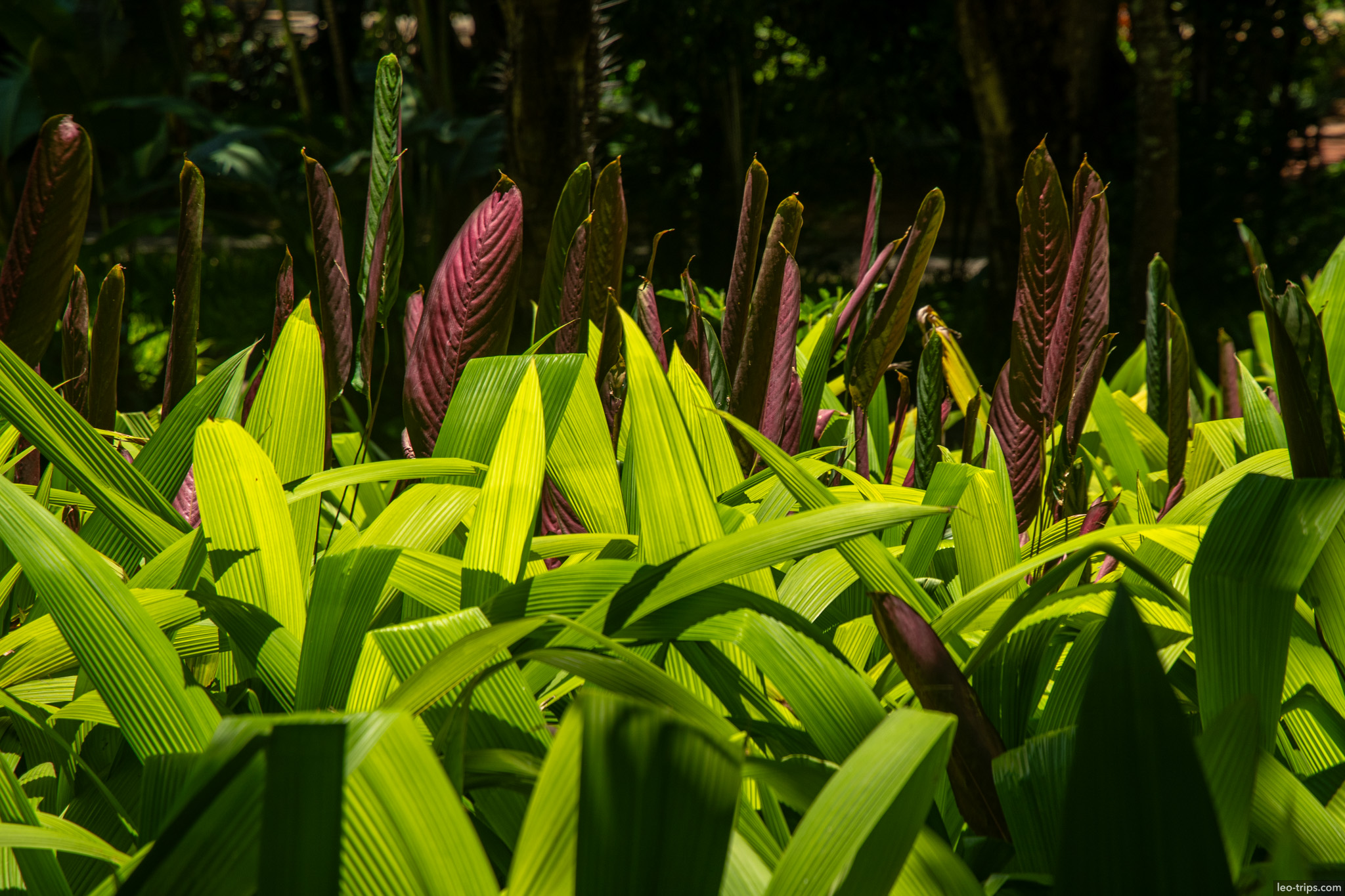 tropical calathea leaves purple shoots belo horizonte