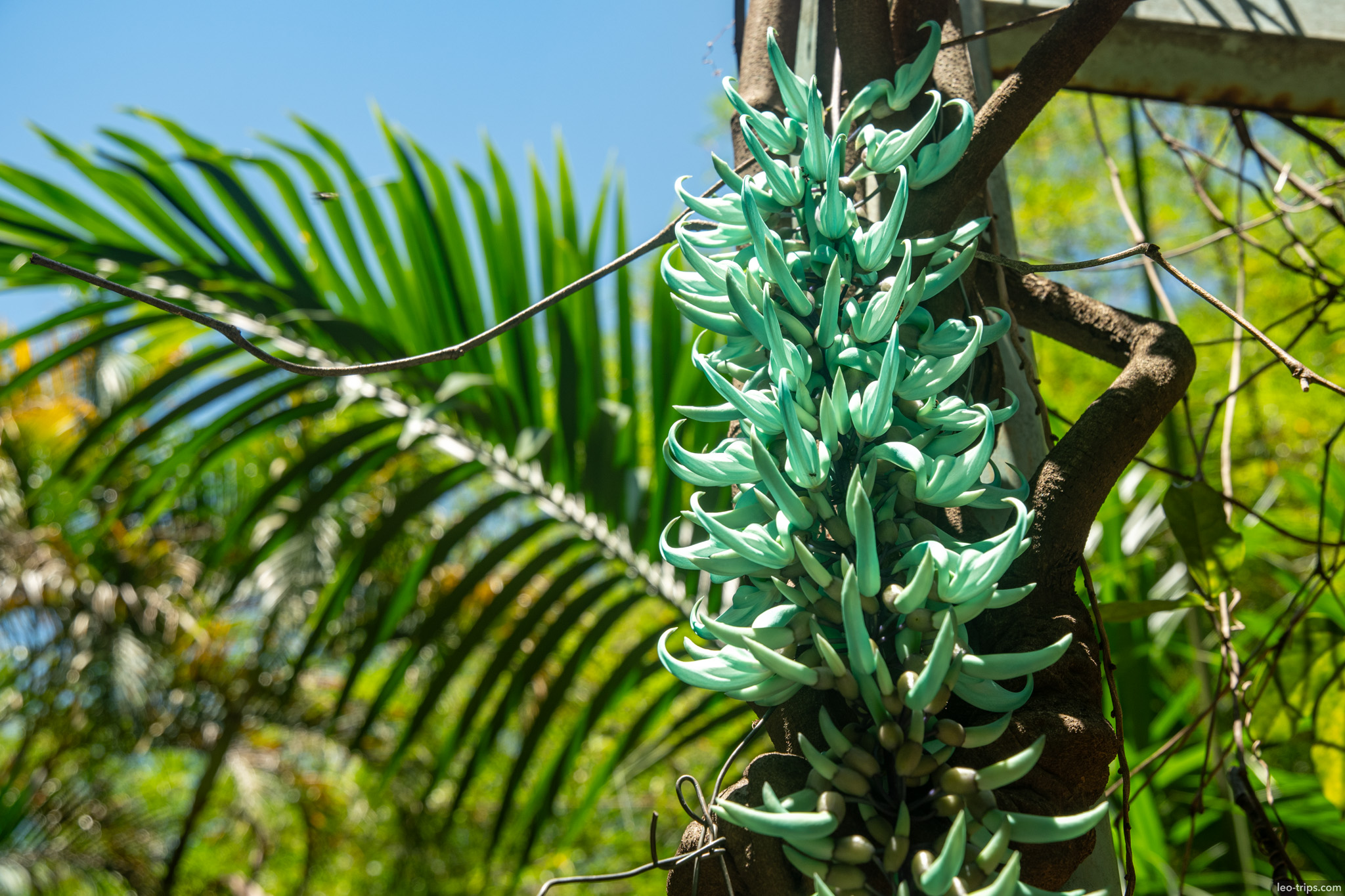 turquoise jade vine flowers close up belo horizonte