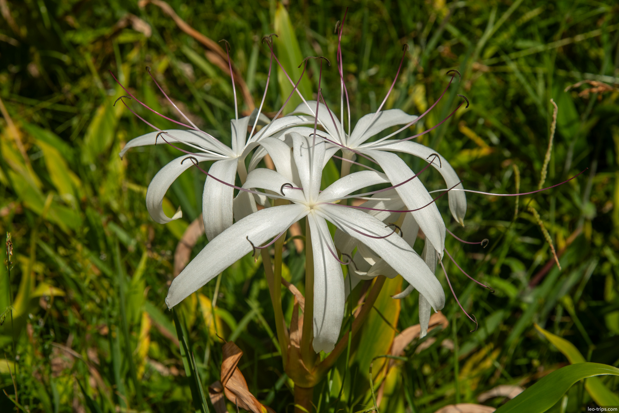 white spider lily crinum flower belo horizonte