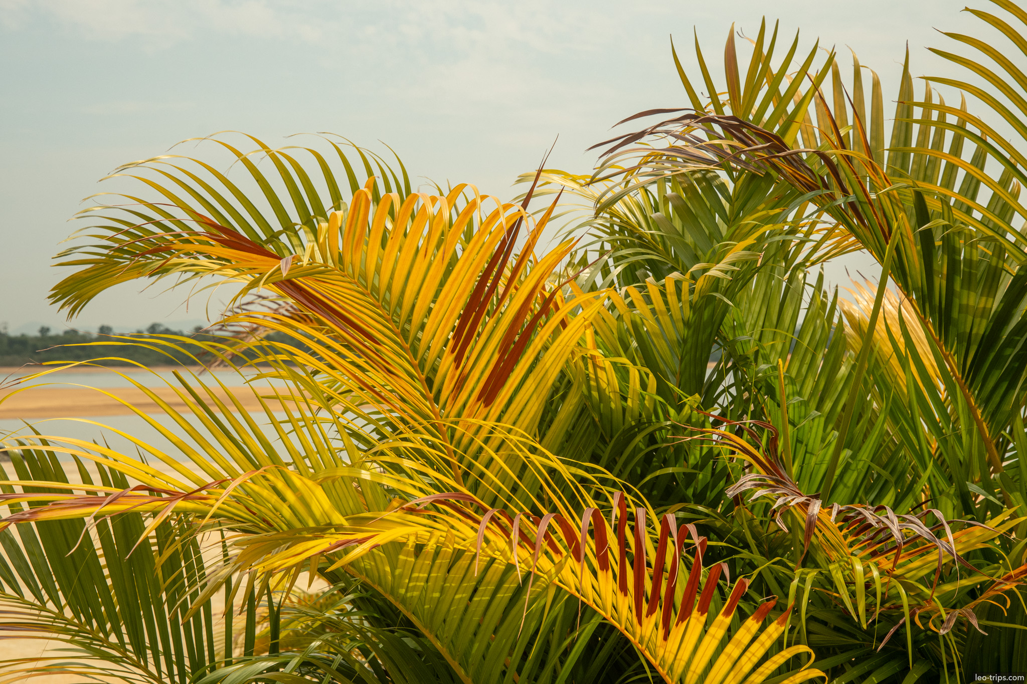 palm trees garden boa vista