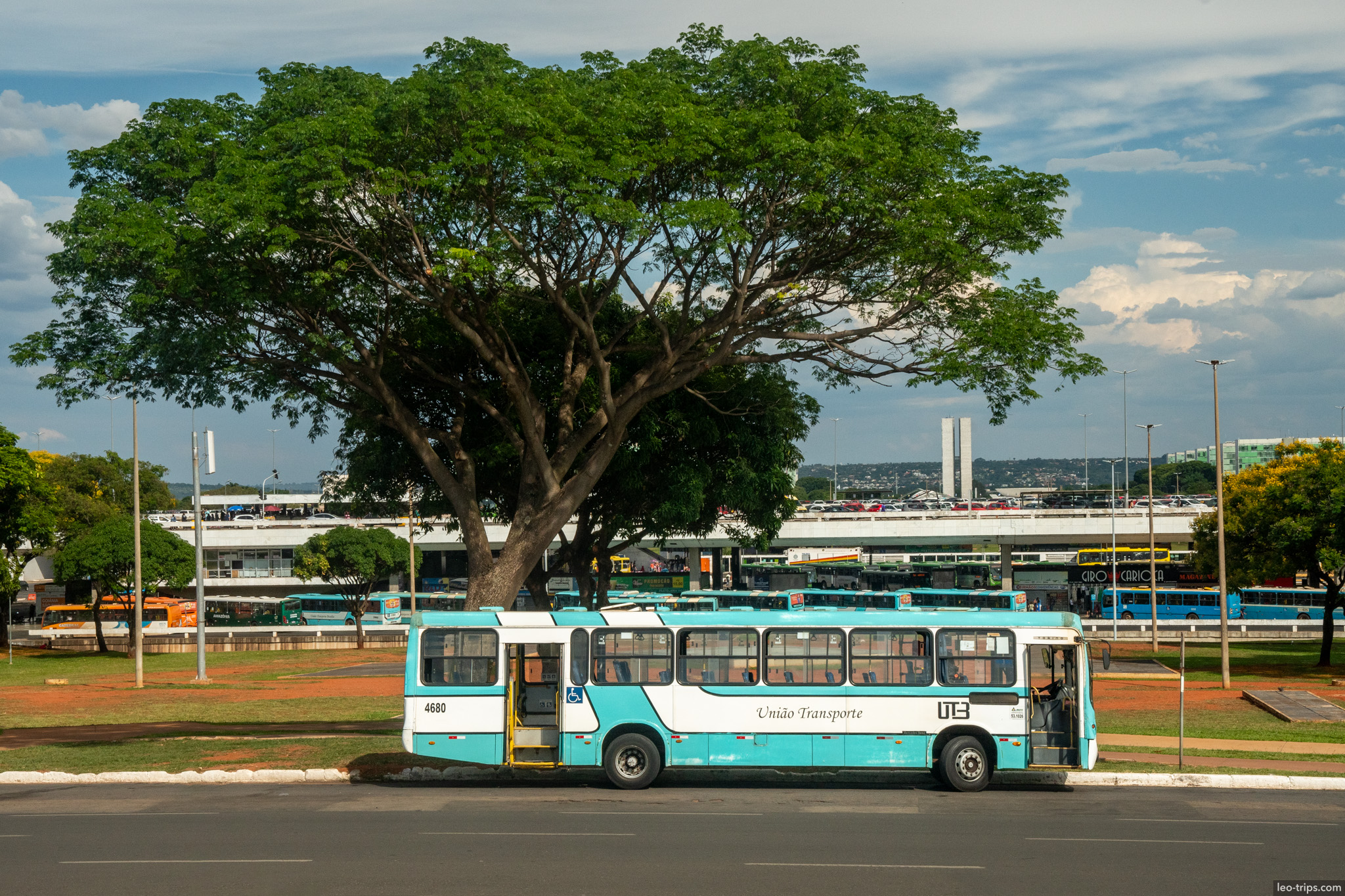 city bus under big tree rodoviaria bus station brasilia