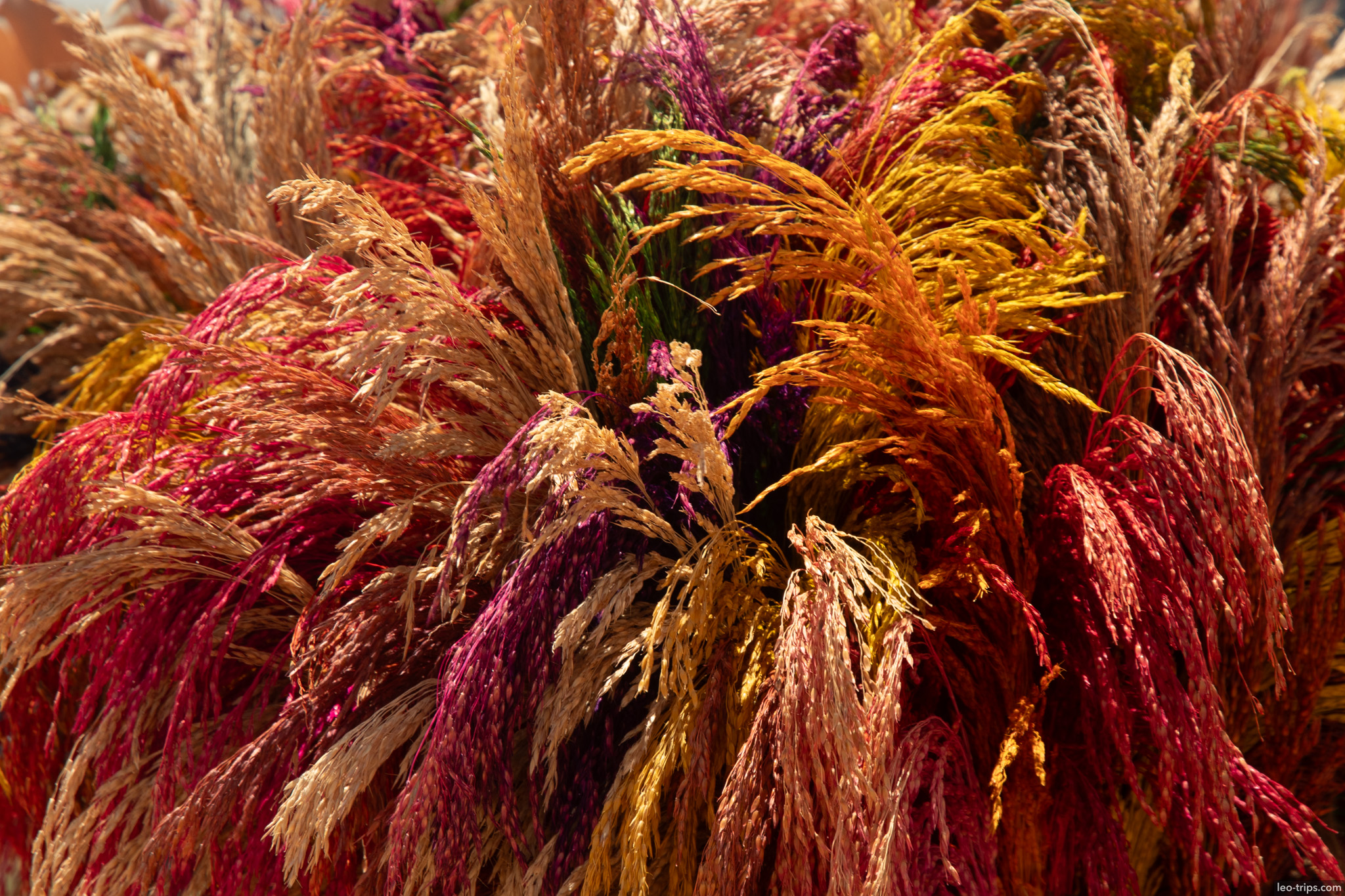 colorful dried ornamental grasses close up brasilia