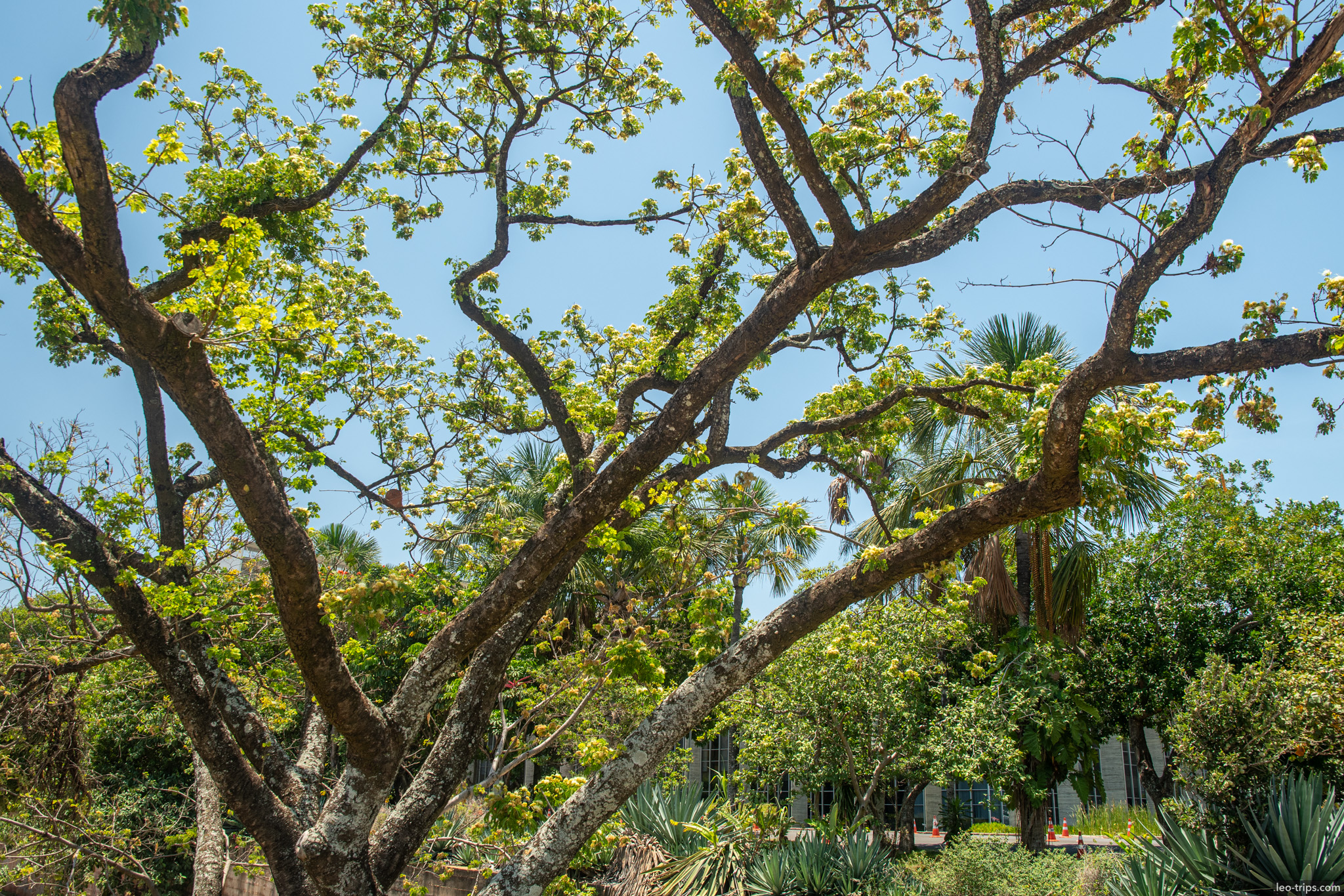 flowering tree branches garden blue sky brasilia