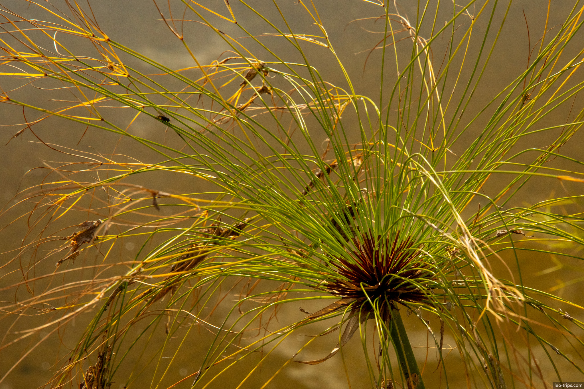 papyrus plant close up golden light brasilia