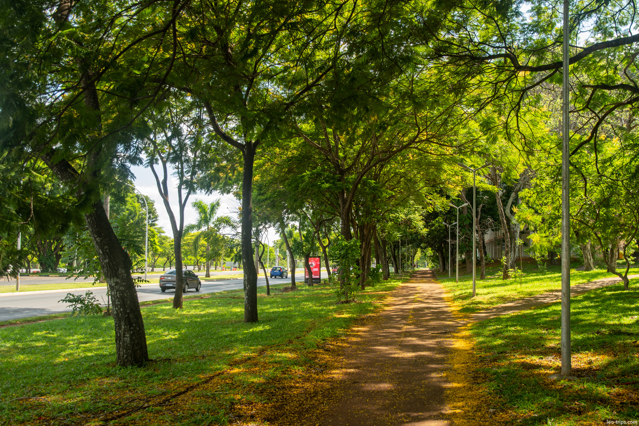 tree lined path along avenue brasilia