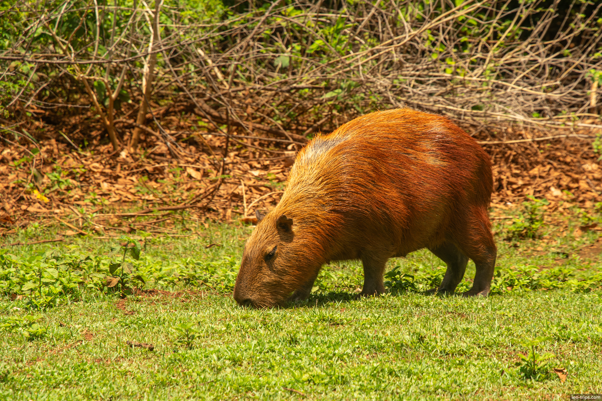 capybara grazing near dry brush campo grande campo grande
