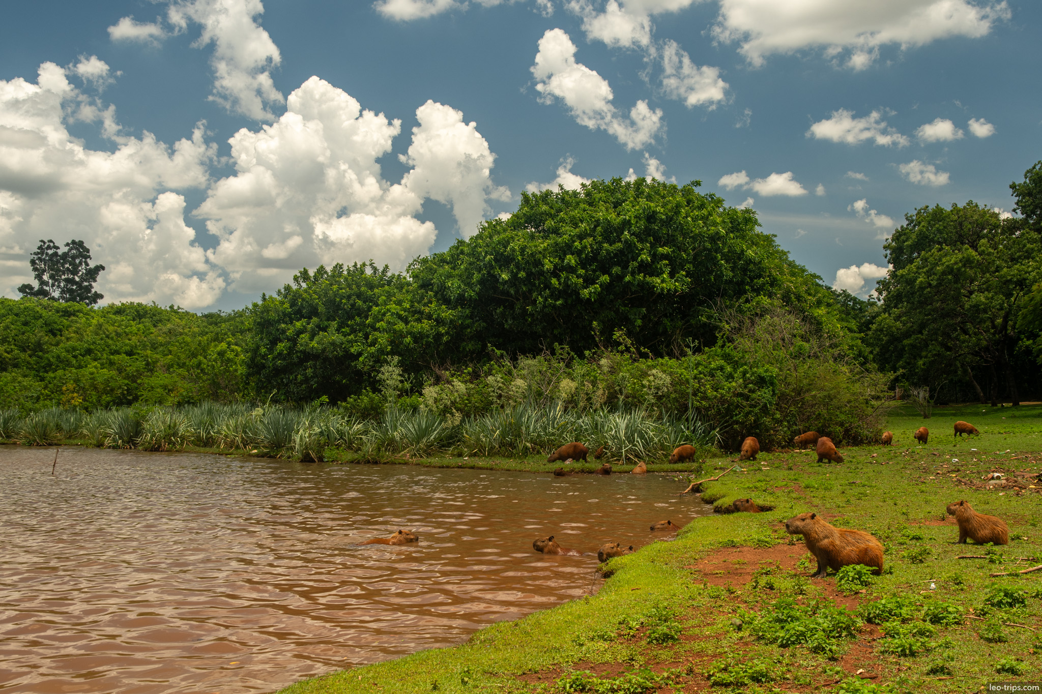 capybara herd swimming and grazing lakeside campo grande campo grande
