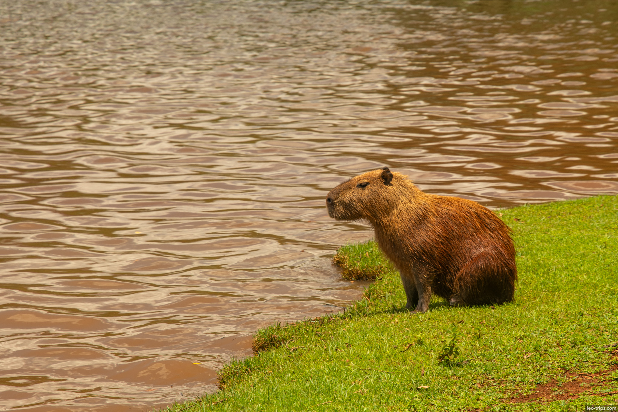 capybara sitting on lake shore campo grande campo grande