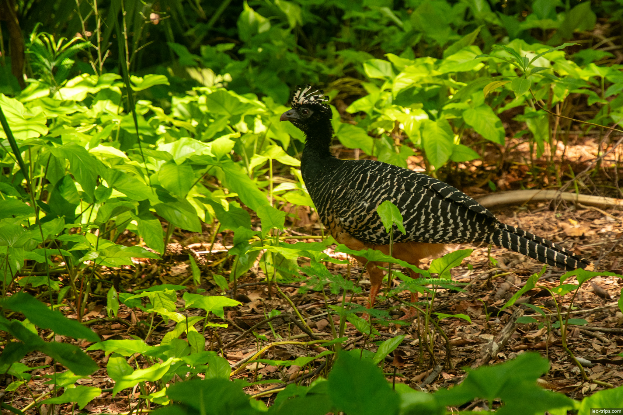 female bare faced curassow forest undergrowth campo grande campo grande