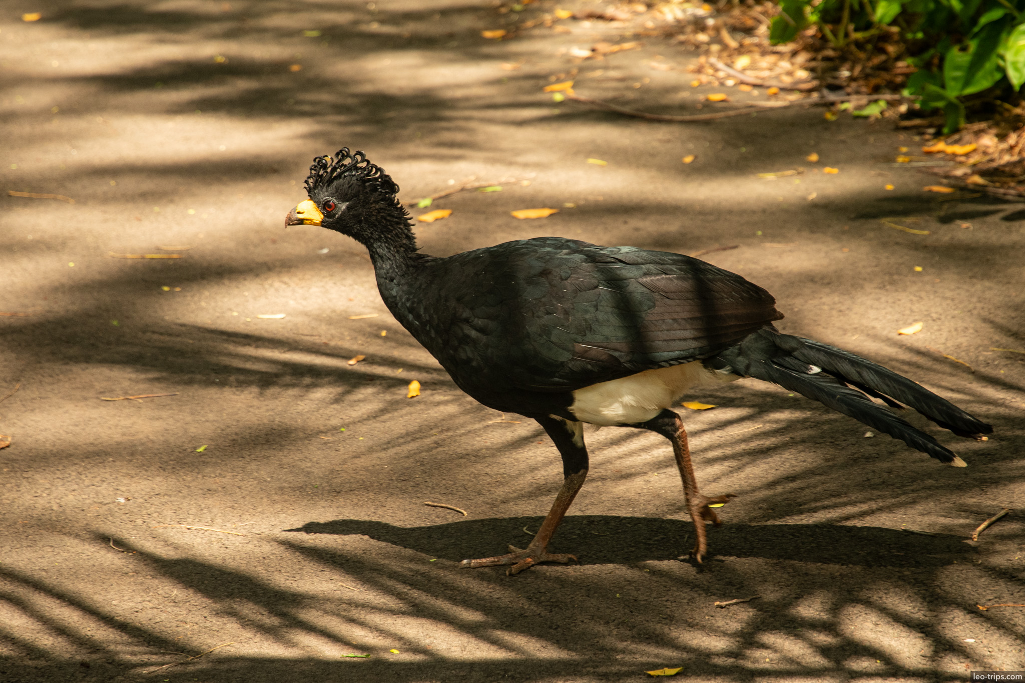 male bare faced curassow walking park path campo grande campo grande