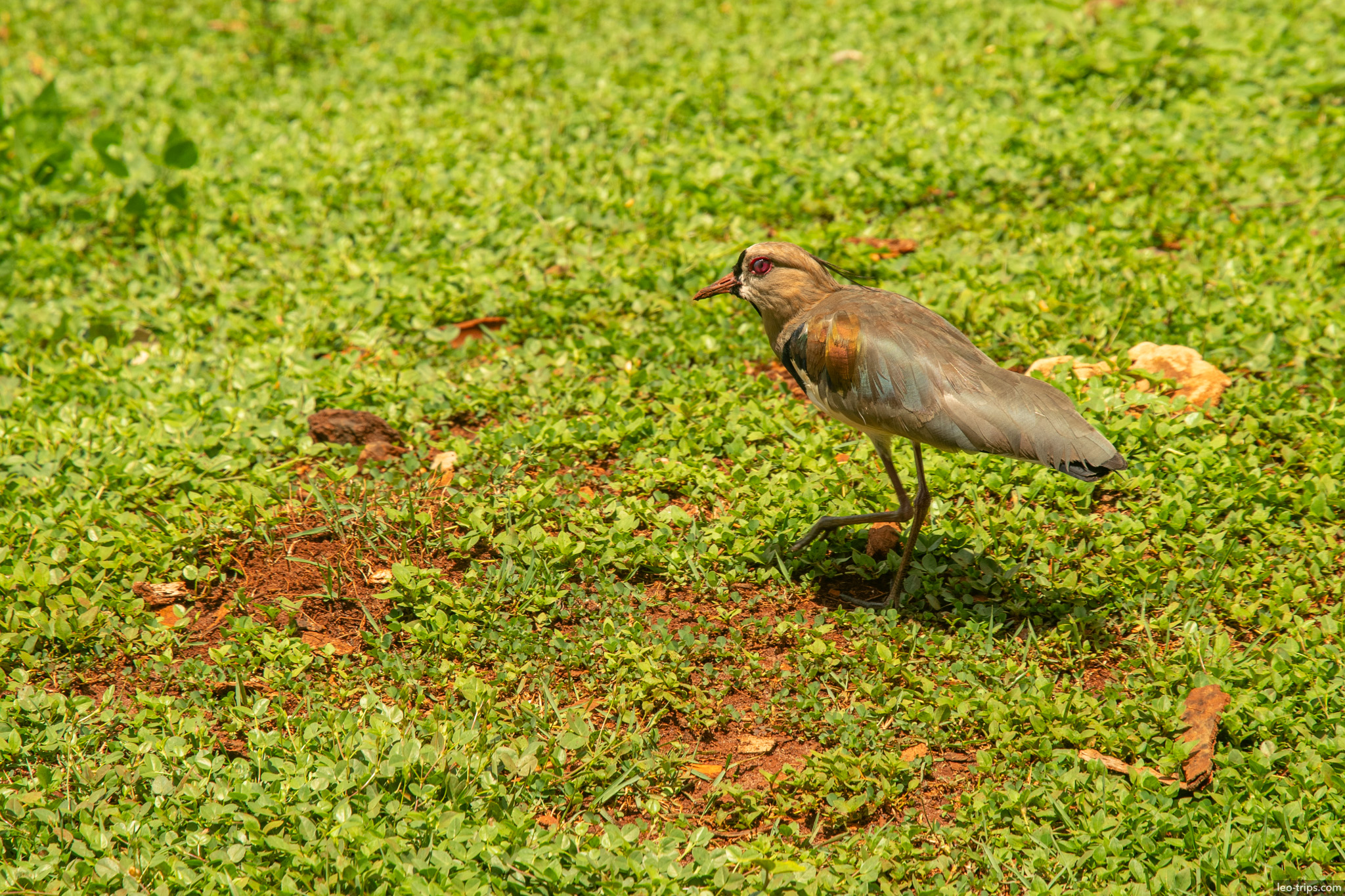 southern lapwing quero quero on grass campo grande campo grande