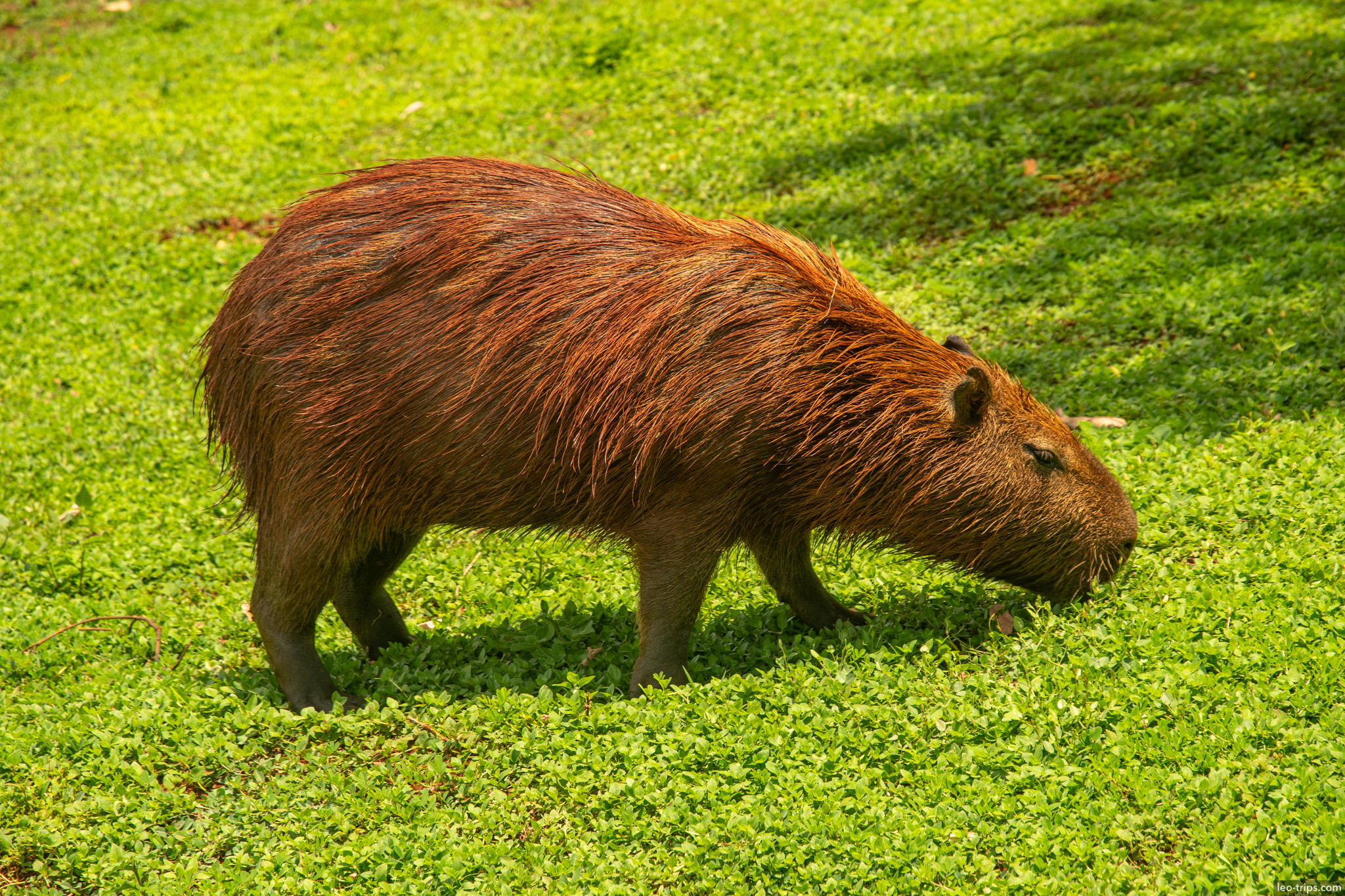 wet capybara grazing green clover campo grande campo grande