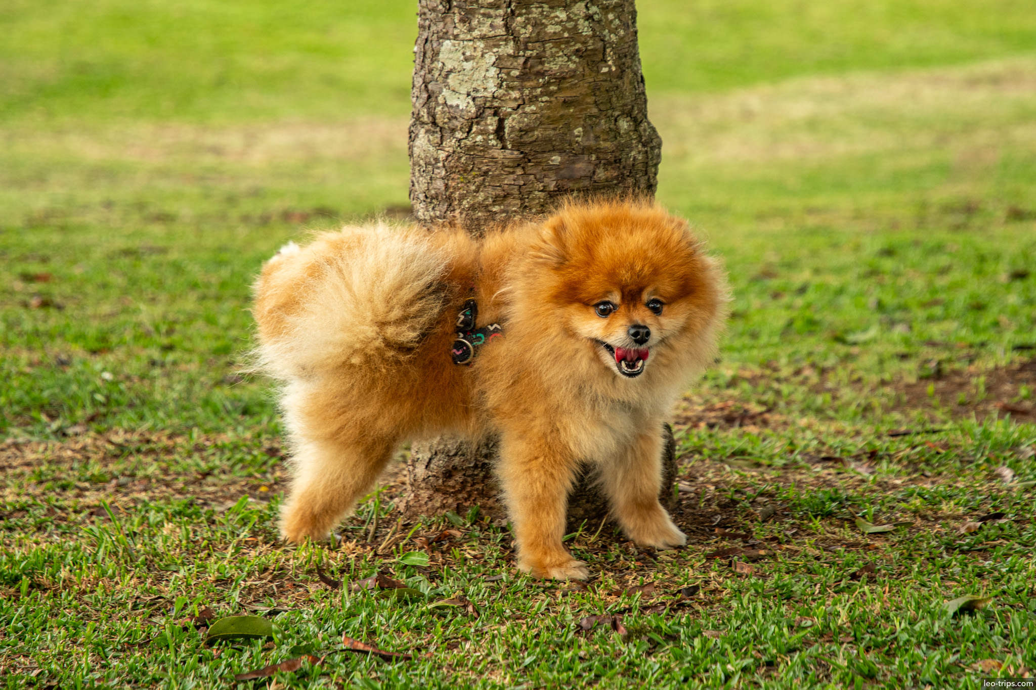 Pomeranian at tree curitiba