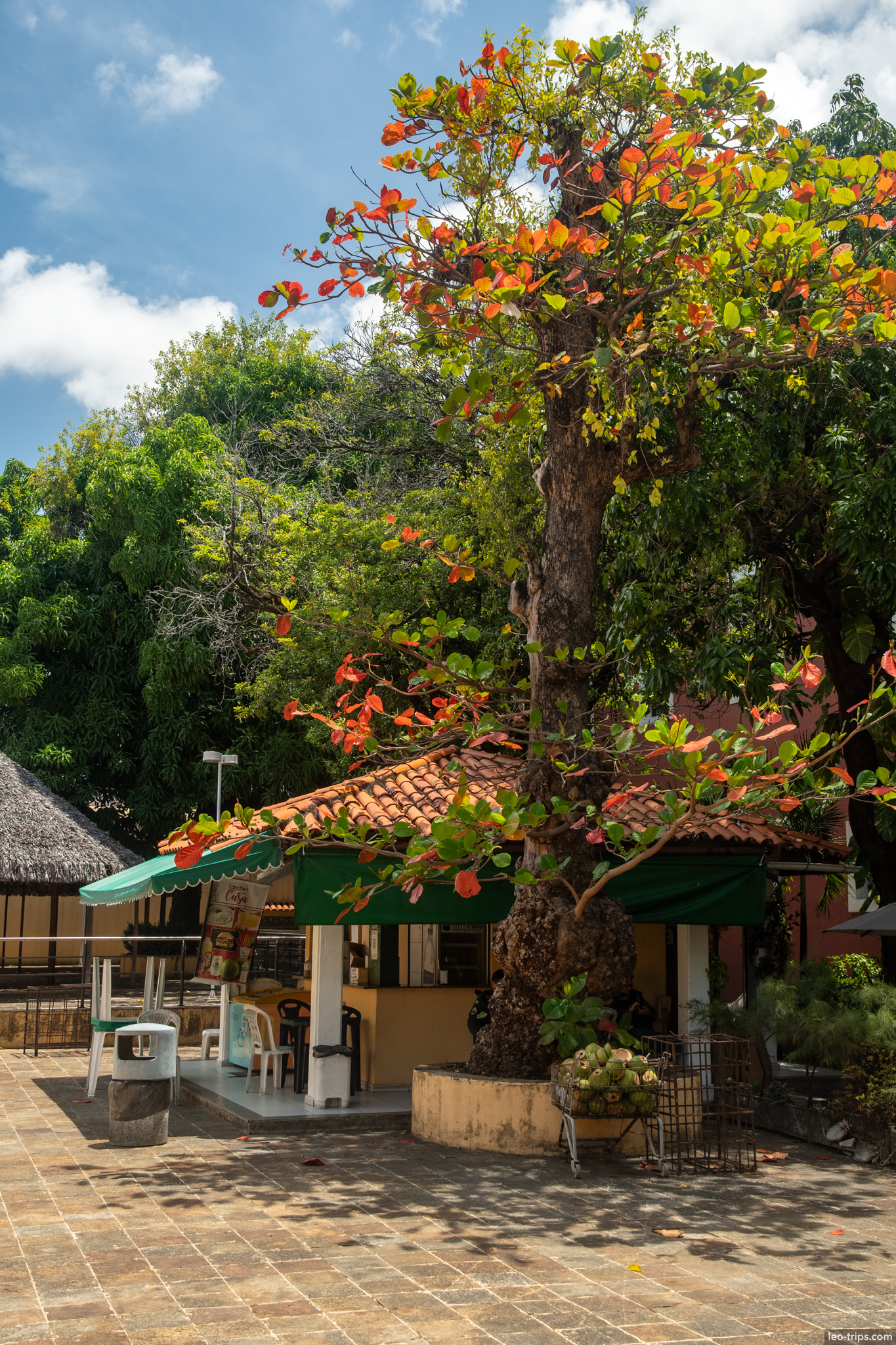 almond tree courtyard kiosk fortaleza fortaleza