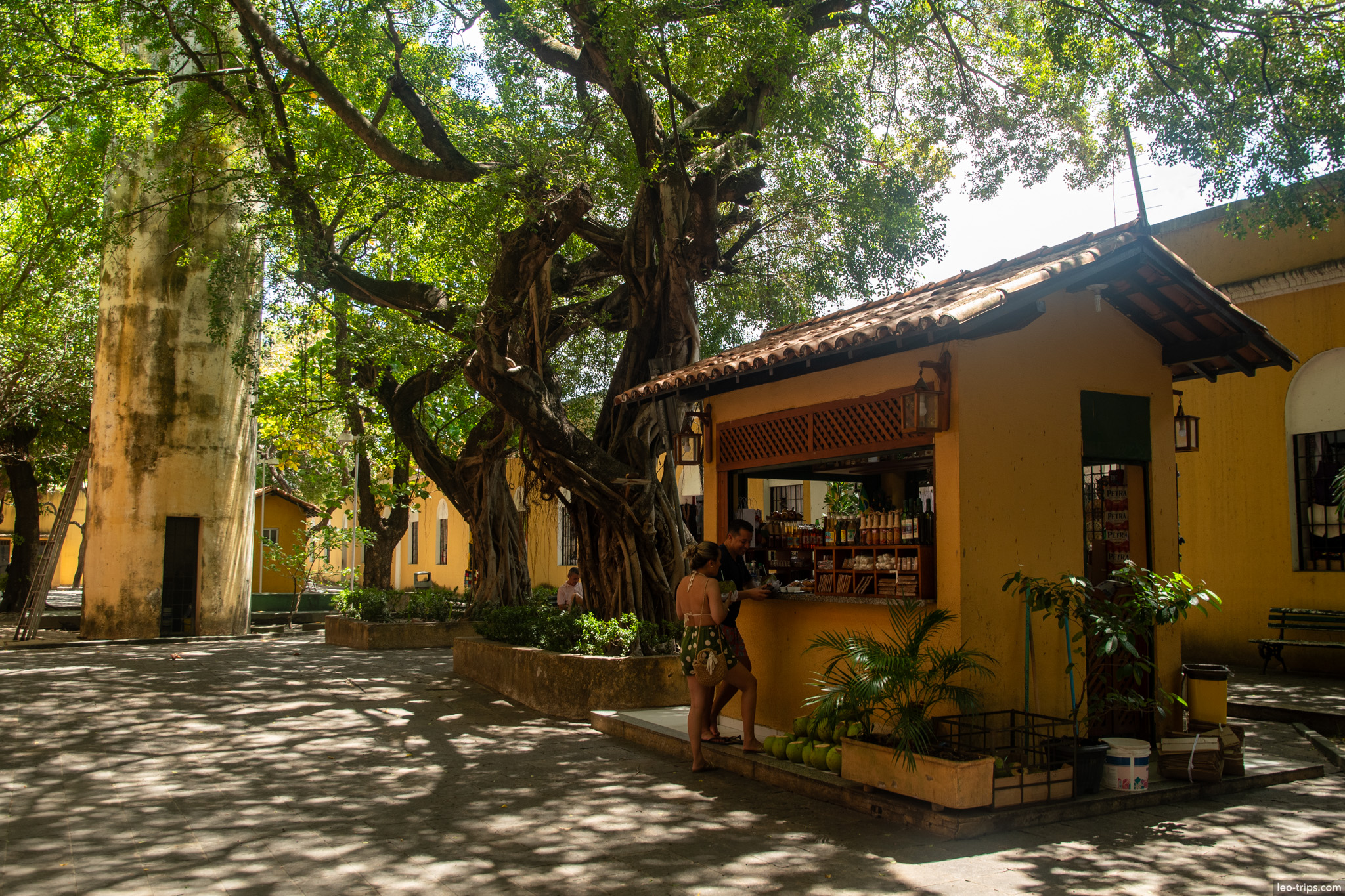 banyan tree courtyard souvenir kiosk fortaleza fortaleza