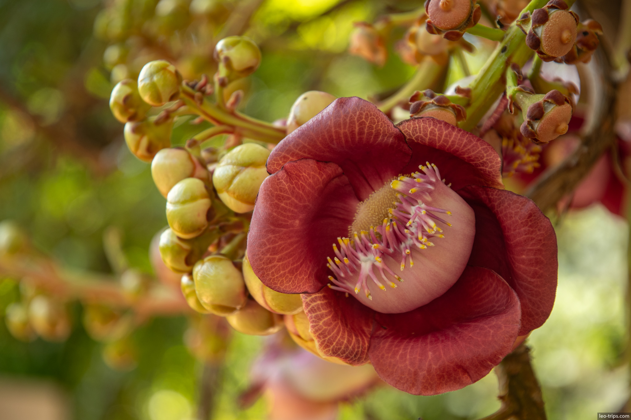 cannonball tree flower closeup fortaleza fortaleza