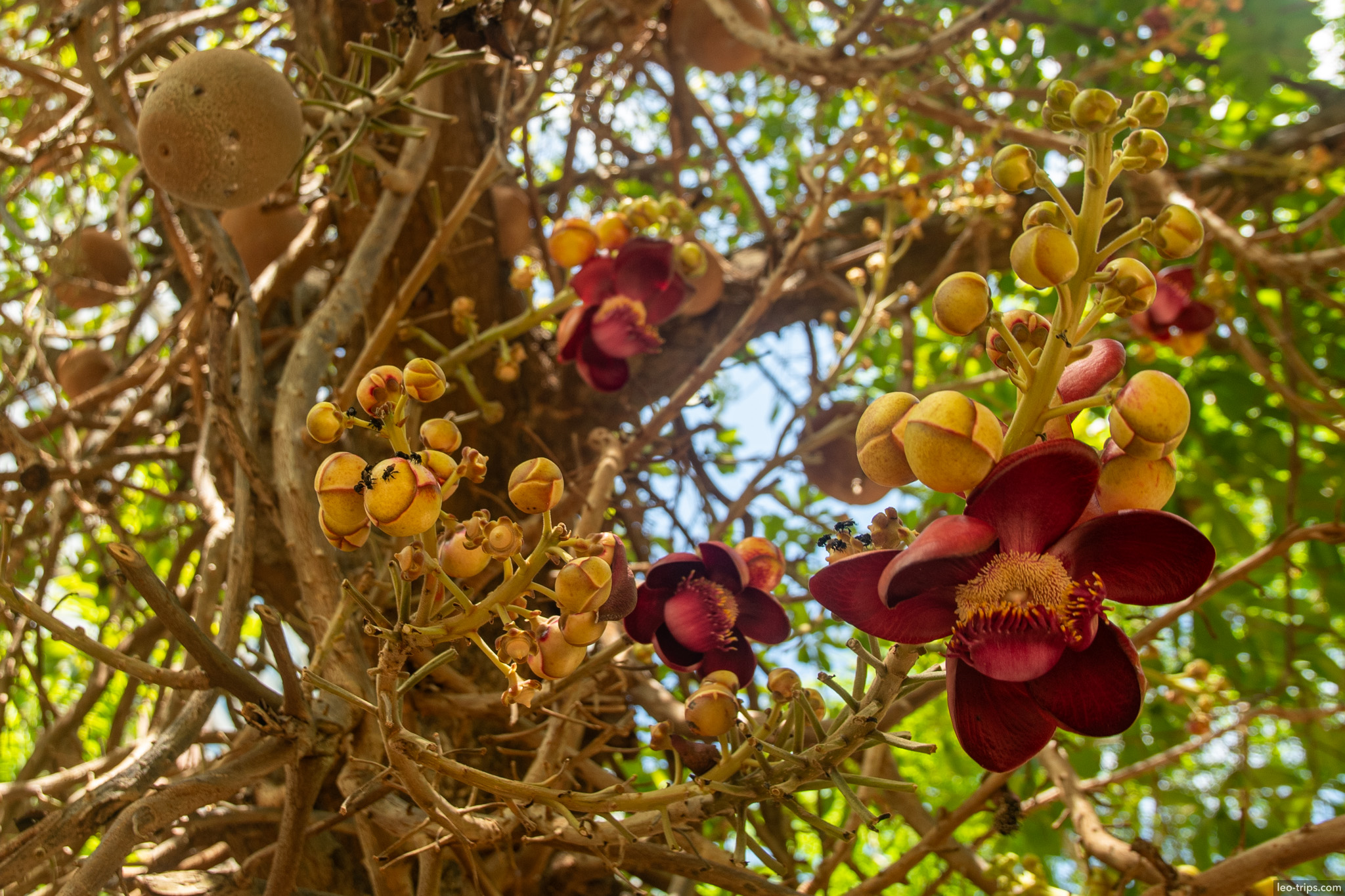 cannonball tree flowers and fruit fortaleza fortaleza
